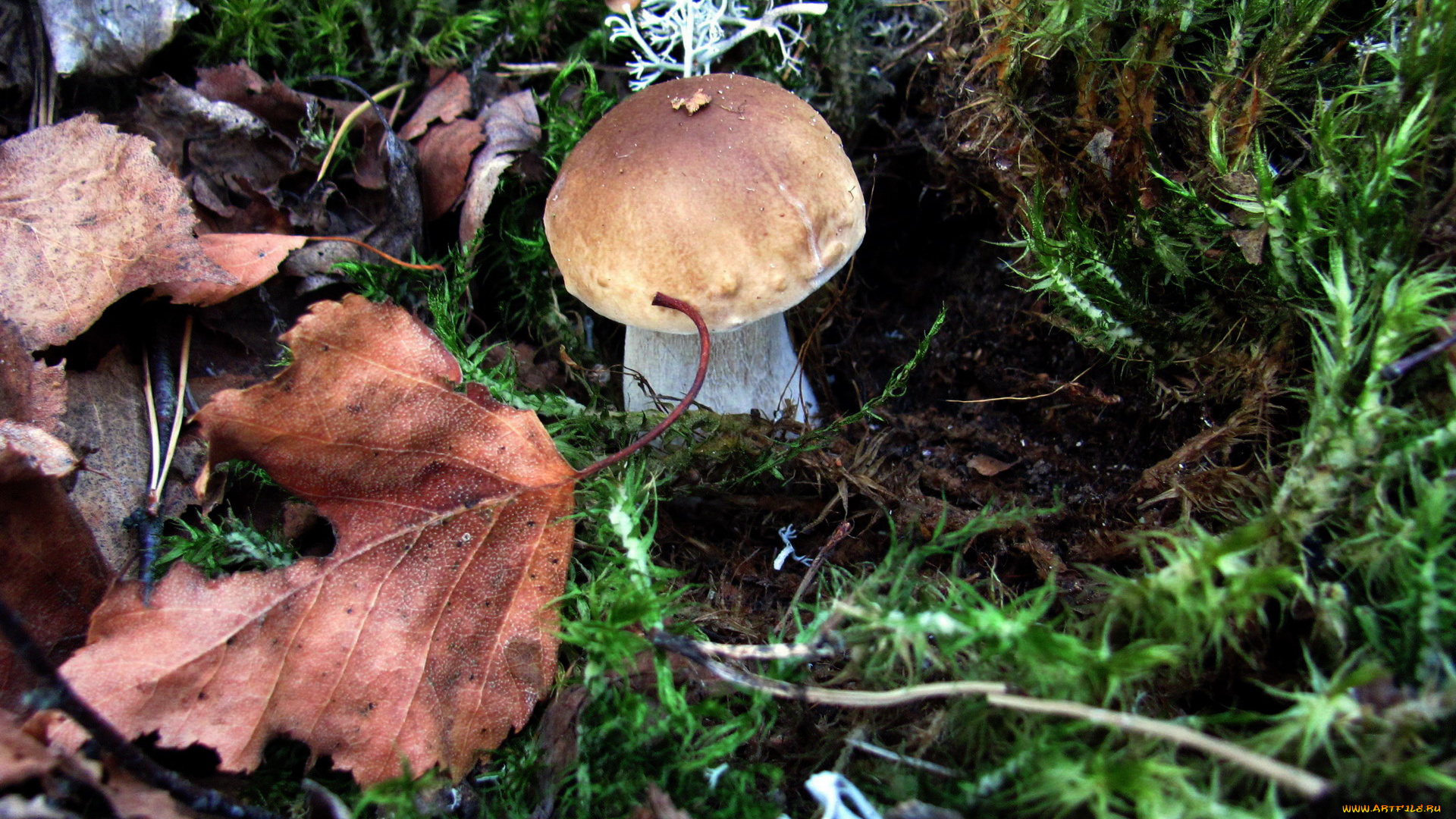 природа, грибы, боровик