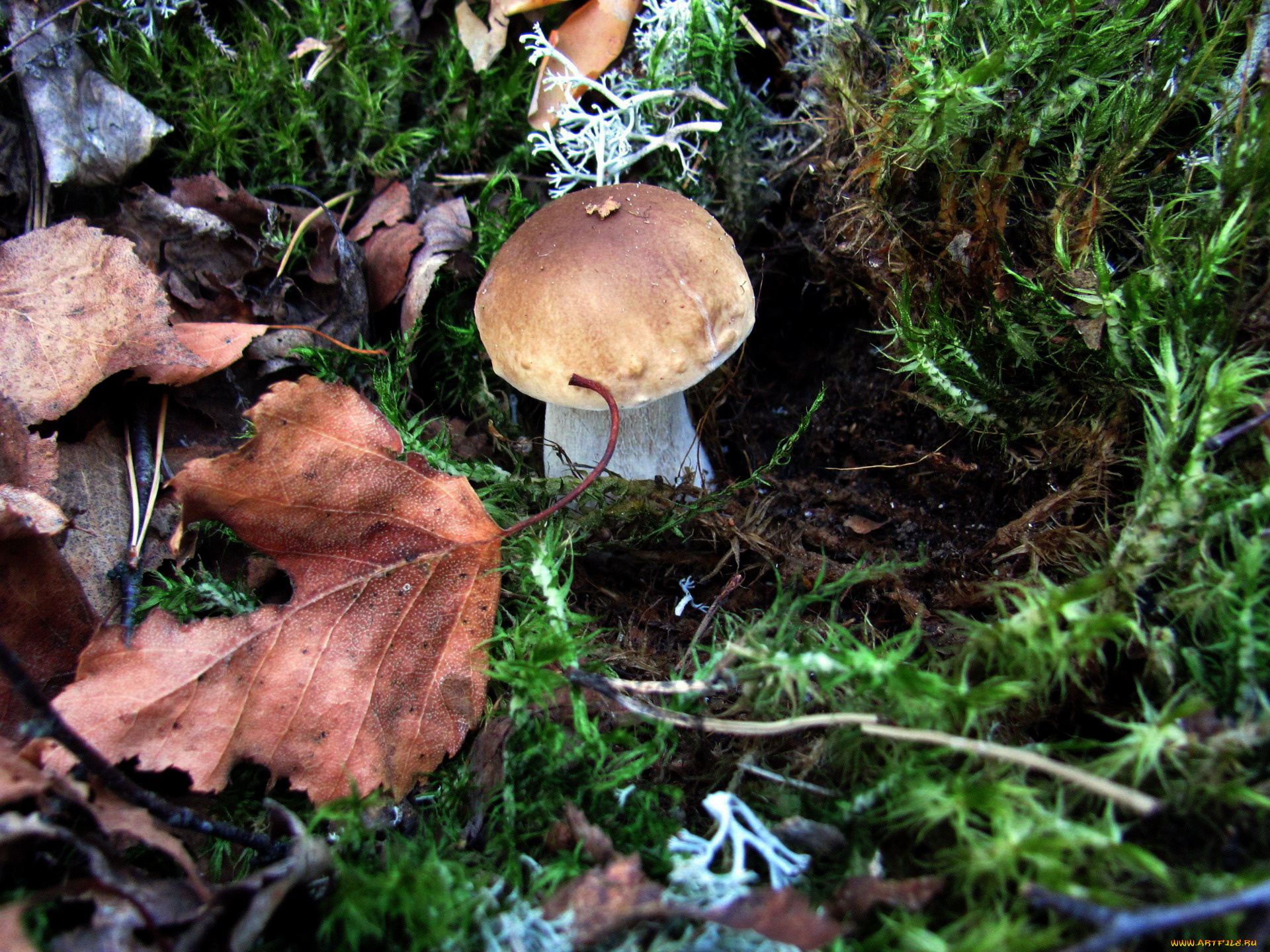 природа, грибы, боровик