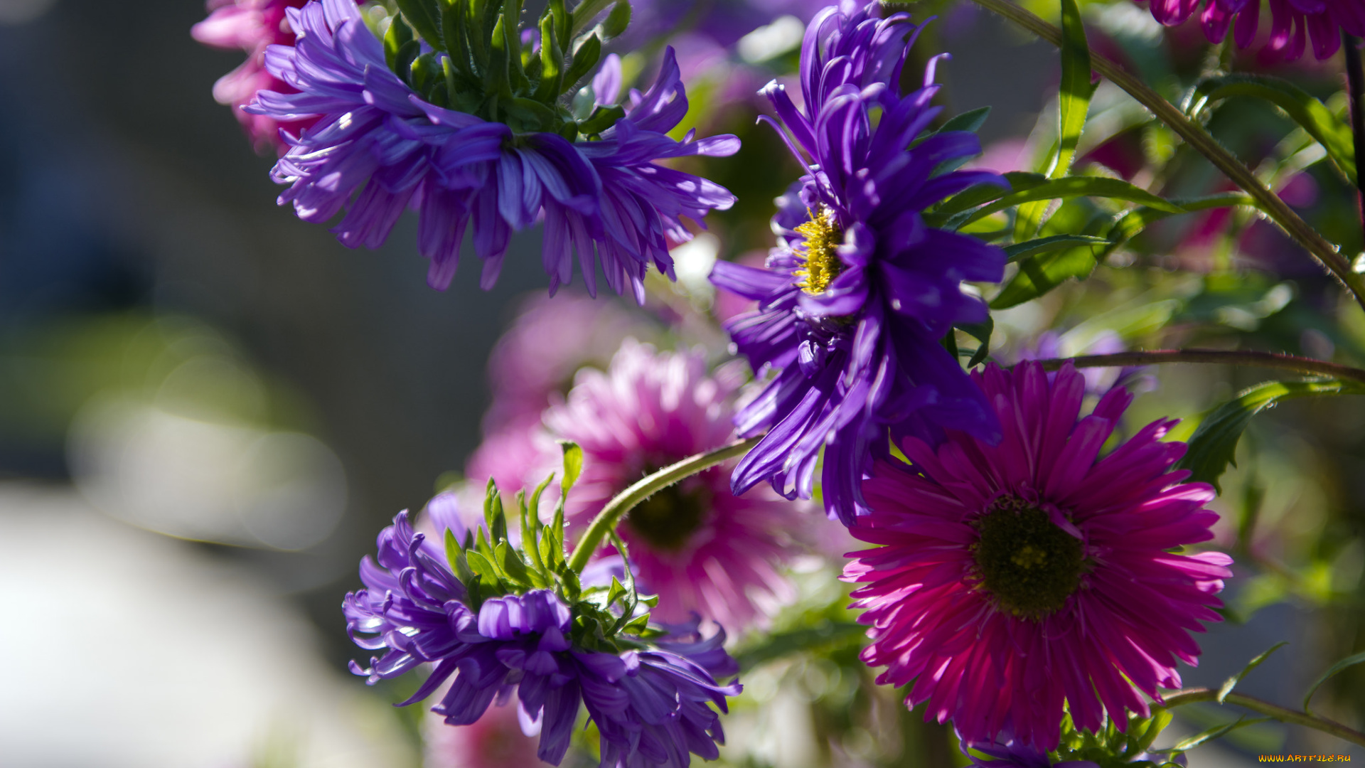 цветы, астры, flowers, tulips, bloom, colorful, сиреневая, бутон, лепестки, астра, and, many, цветение