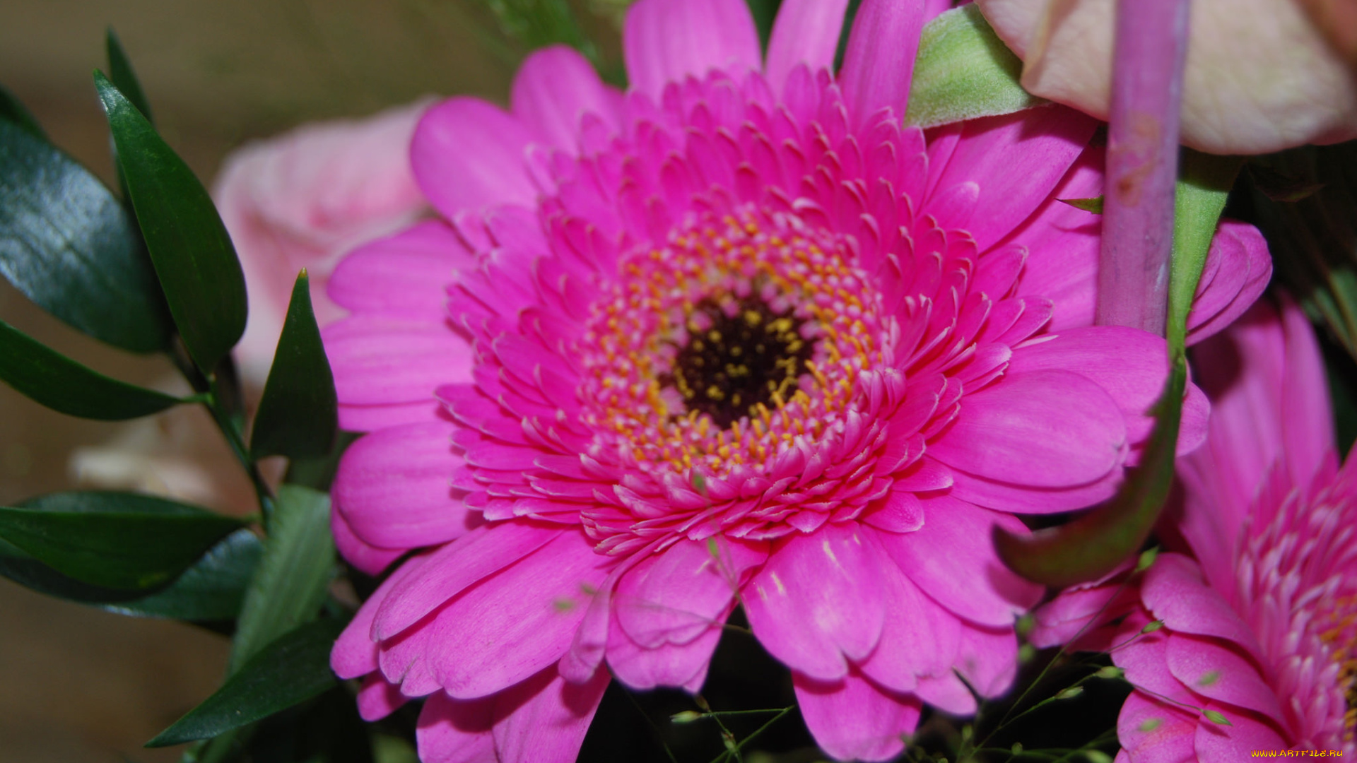 цветы, герберы, нежность, цветение, лепестки, цветки, герань