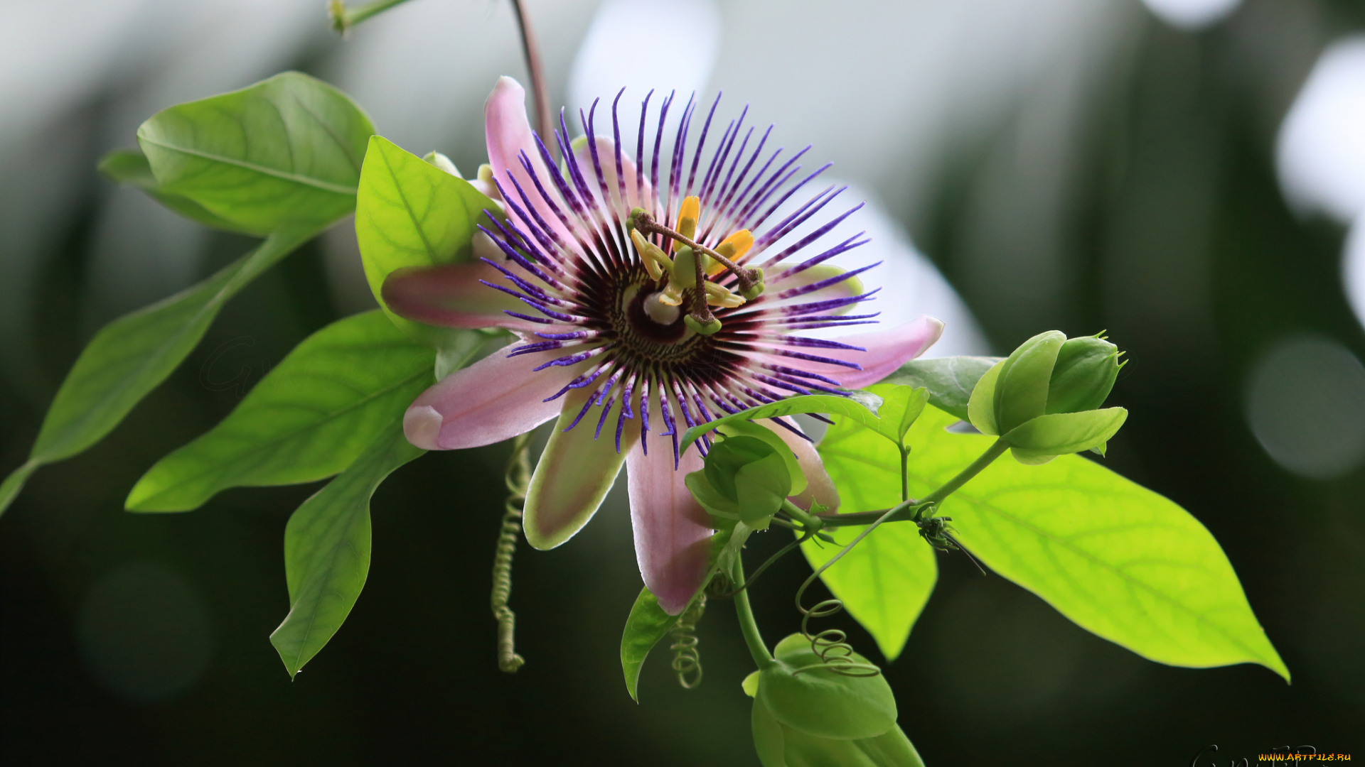 цветы, пассифлора, цветок, цветение, посифлора