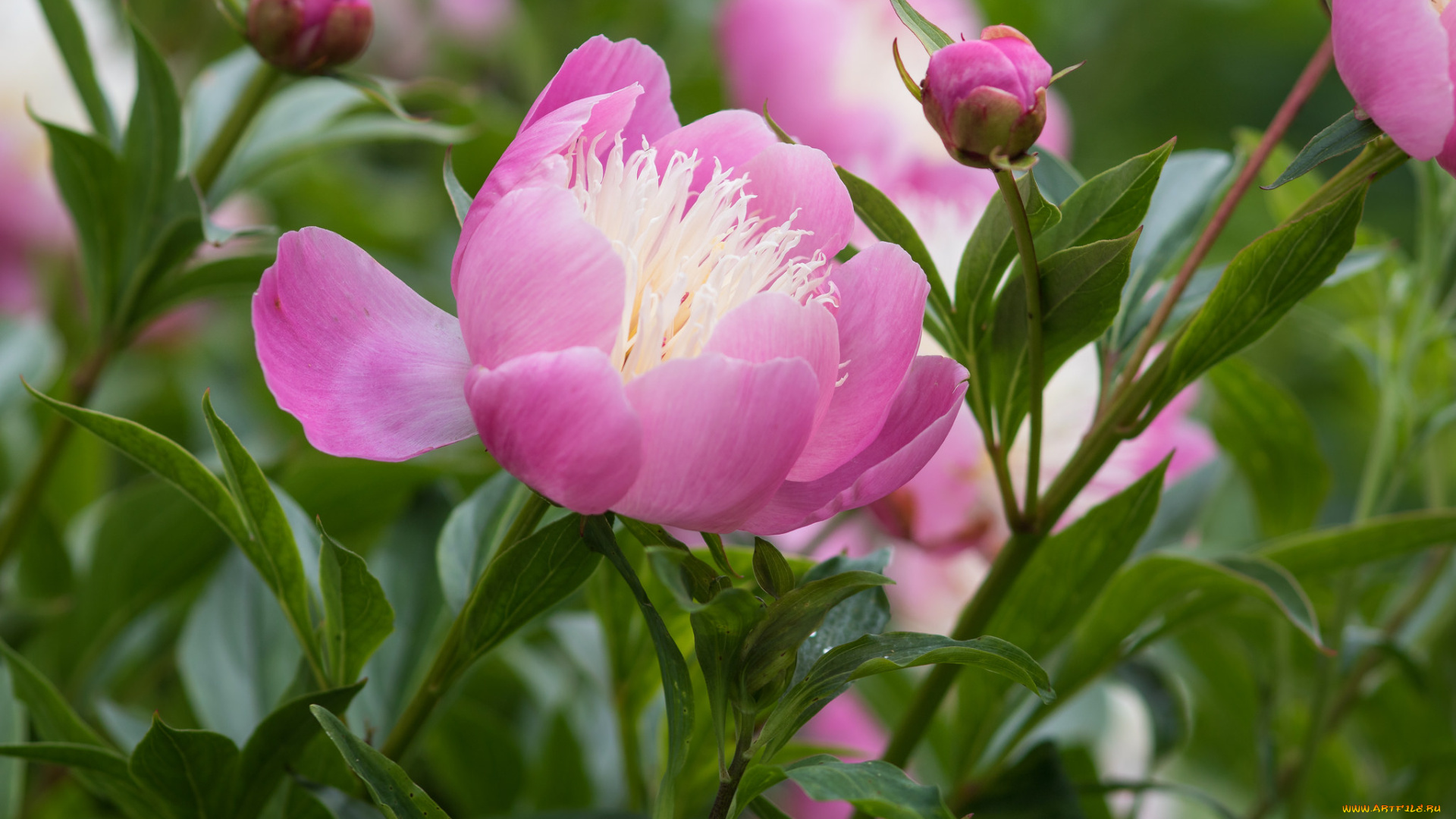 цветы, пионы, пион, цветение, листья, лепестки, бутон