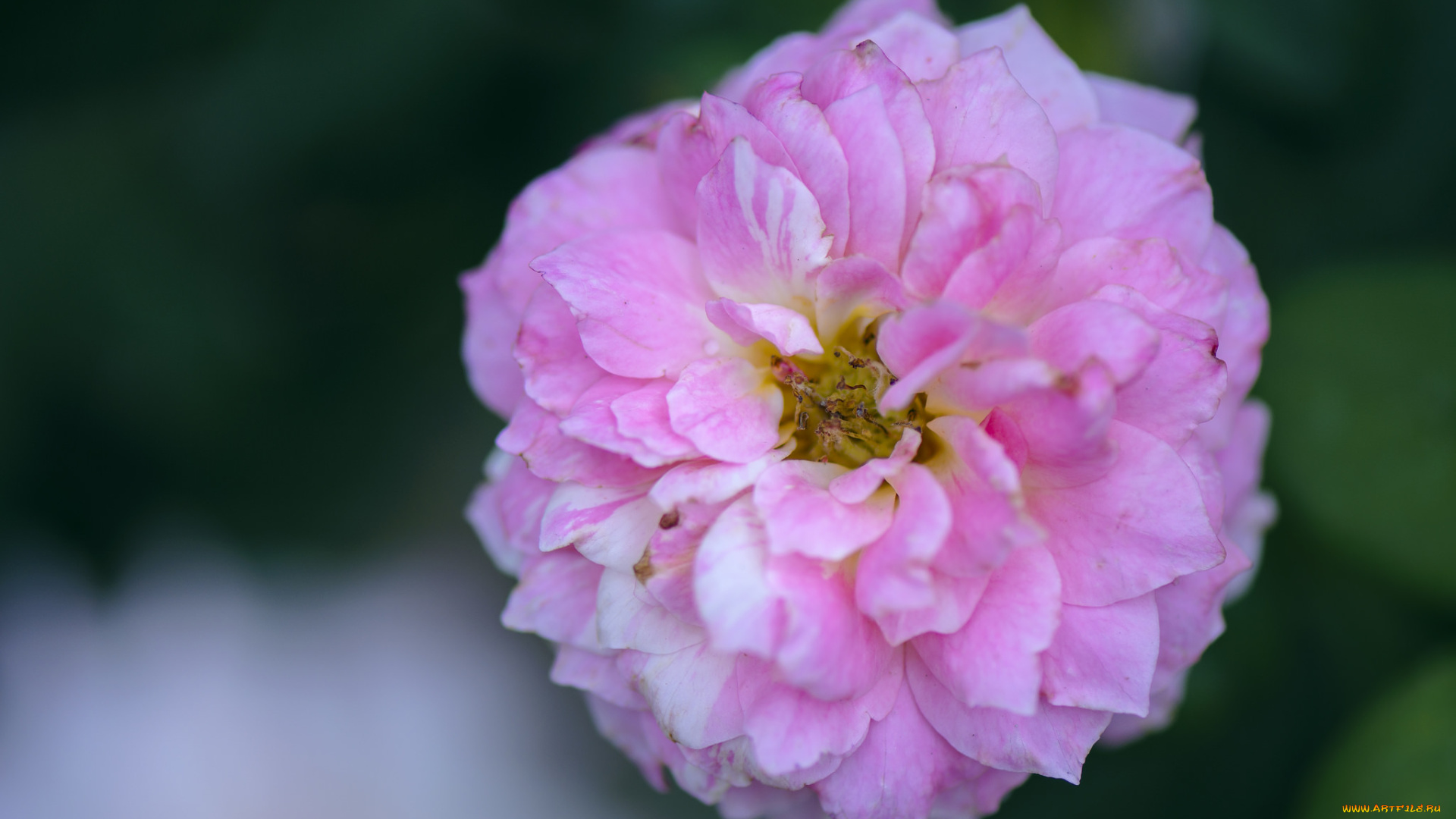 цветы, розы, blossoms, leaves, petals, bud, rose, цветение, листья, лепестки, бутон, роза