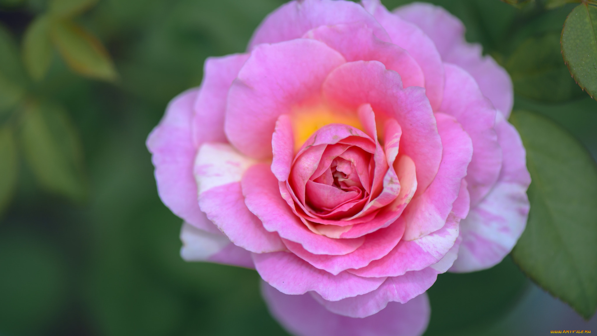 цветы, розы, blossoms, leaves, petals, bud, rose, цветение, листья, лепестки, бутон, роза