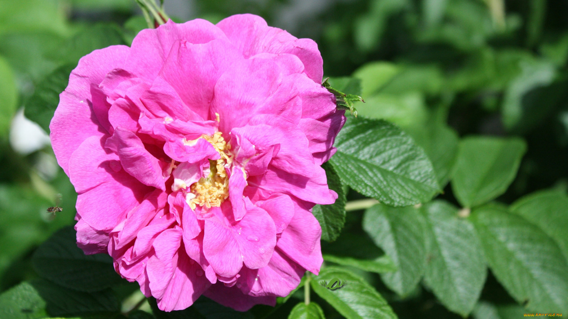 цветы, розы, листья, роза, petals, bud, rose, лепестки, бутон, цветение, blossoms, leaves