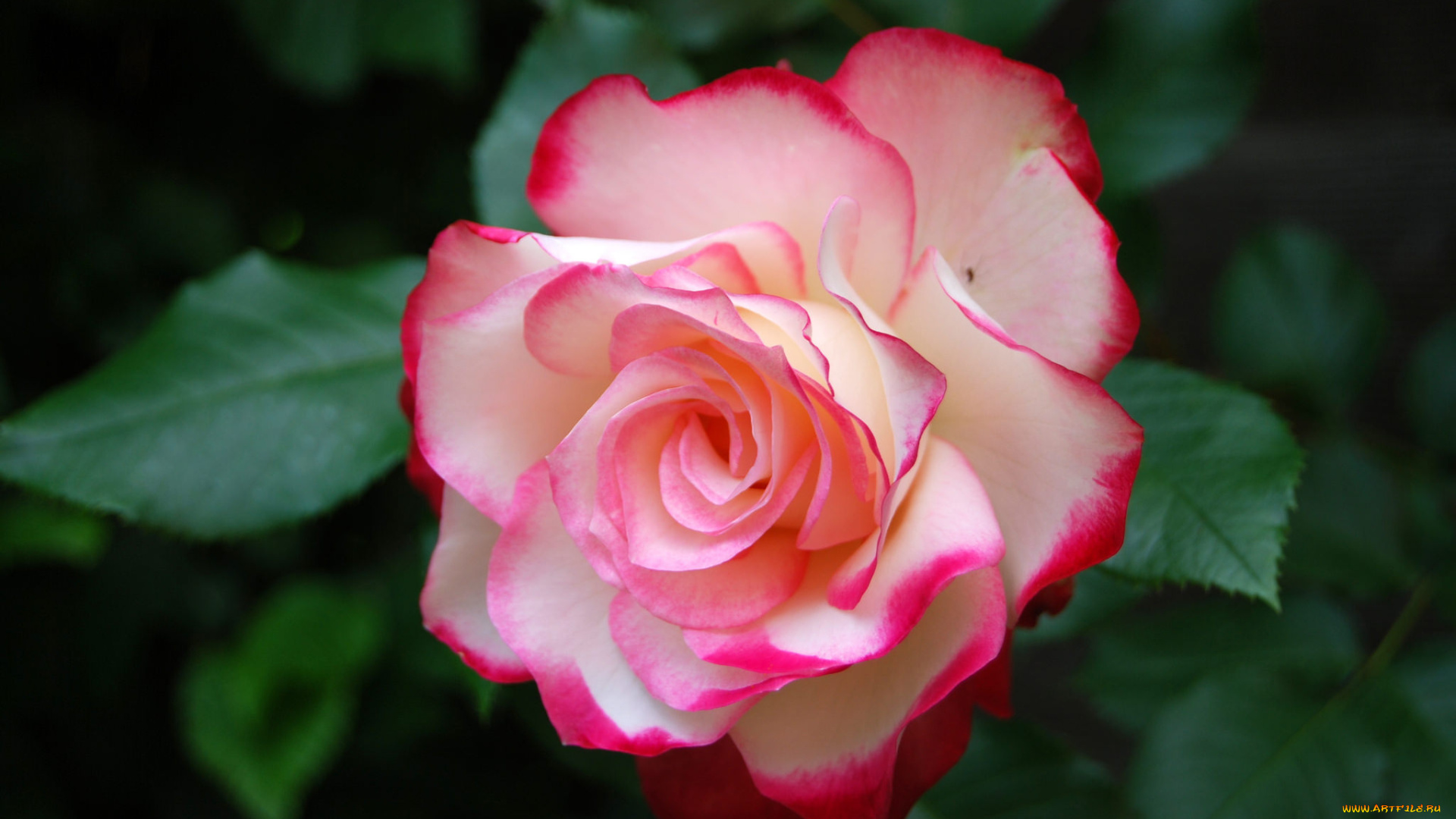 цветы, розы, petals, bud, лепестки, бутон, роза, rose, blossoms, leaves, цветение, листья