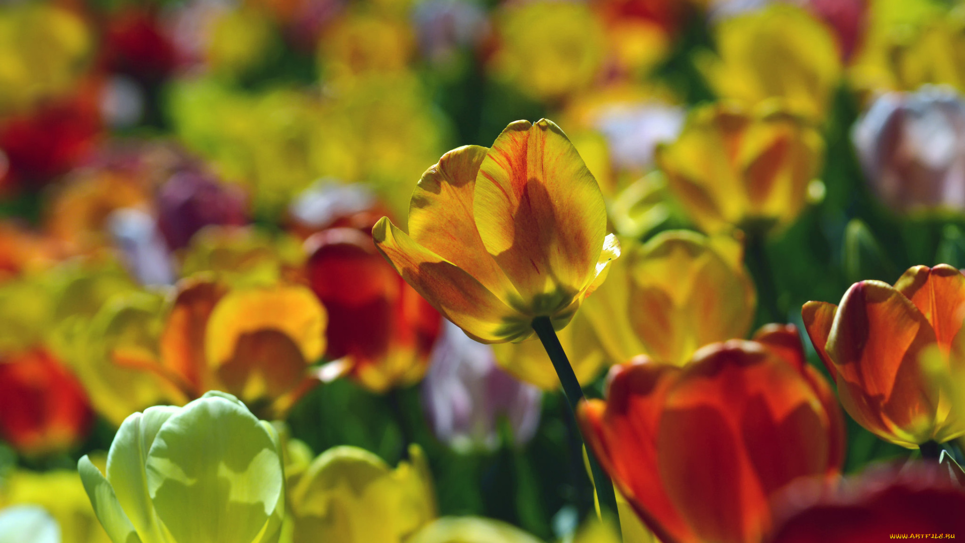 цветы, тюльпаны, лепестки, листья, бутоны, цветение, яркость