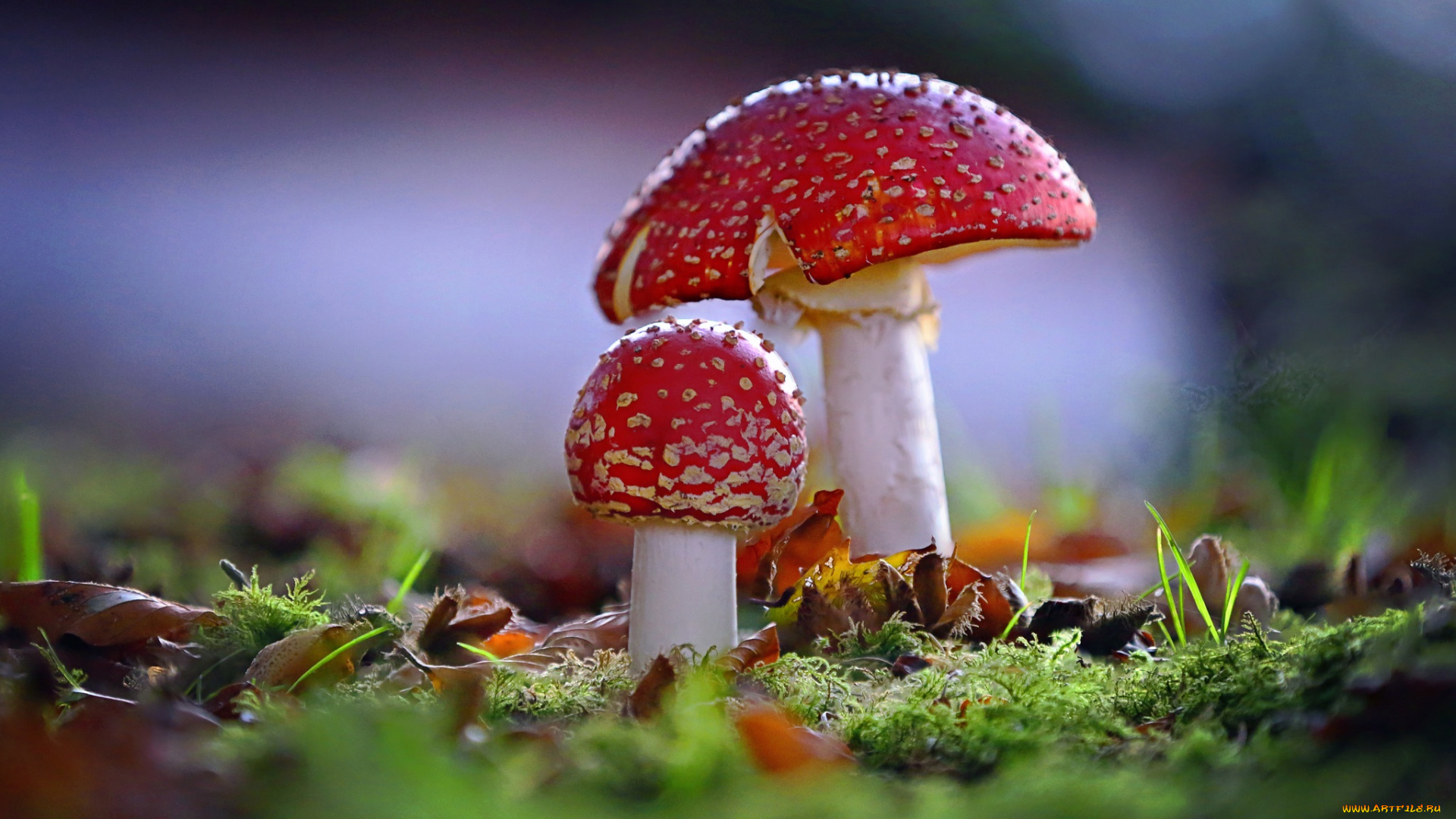 природа, грибы, , мухомор, макро, мох, мухоморы