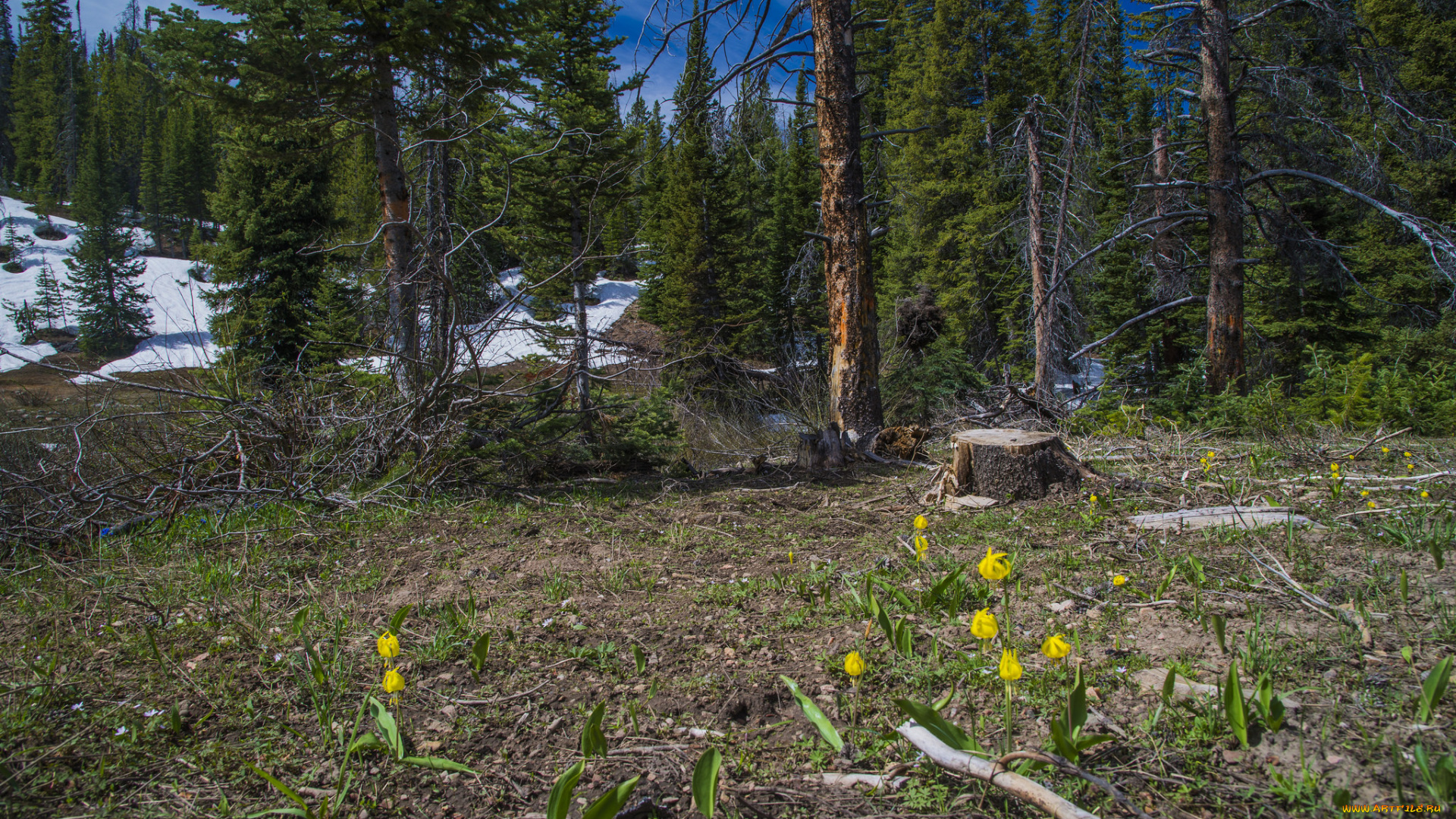 природа, лес, деревья