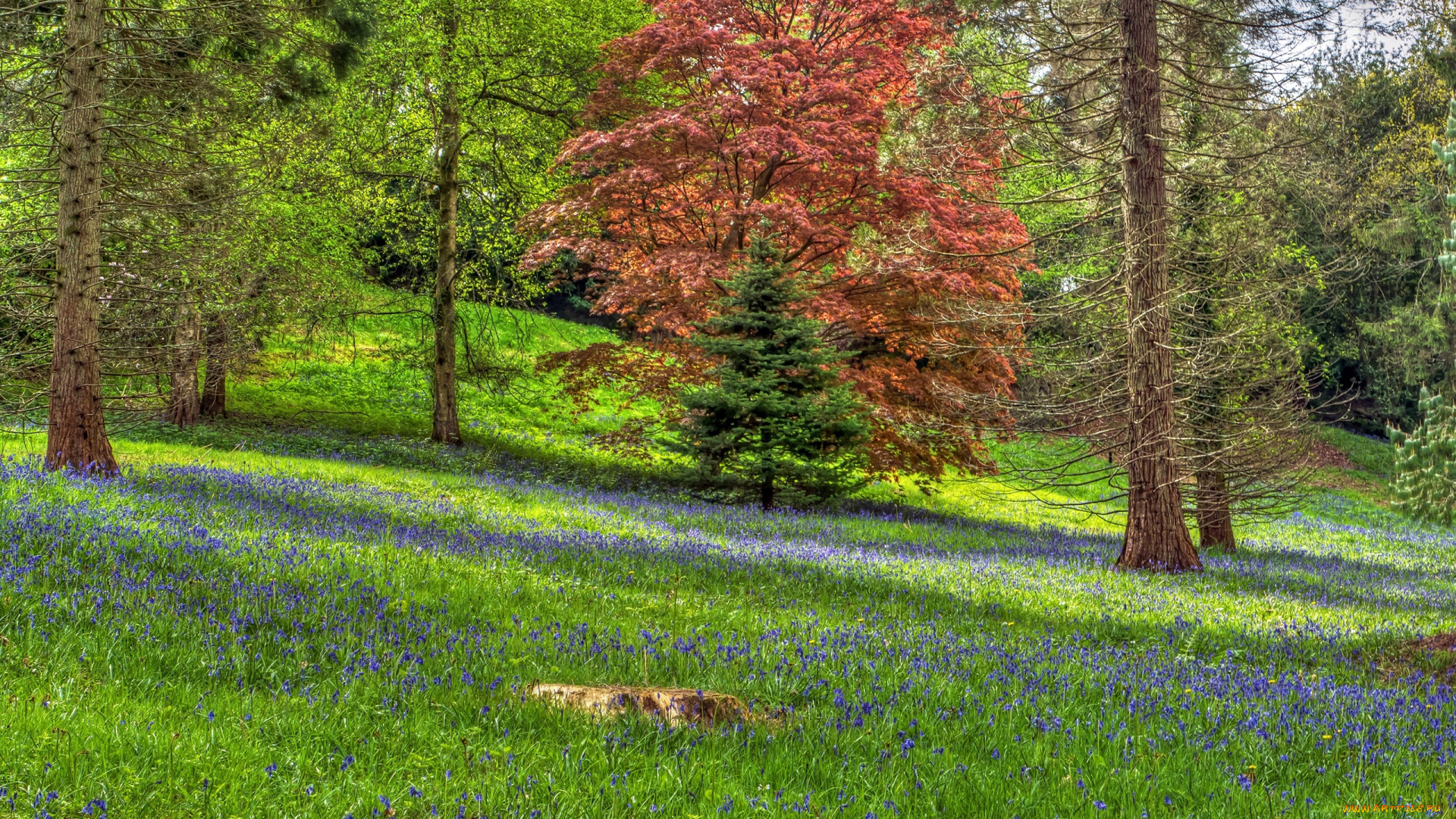 природа, лес, склон, англия, деревья, поляна, ardingly, трава, цветы, hdr