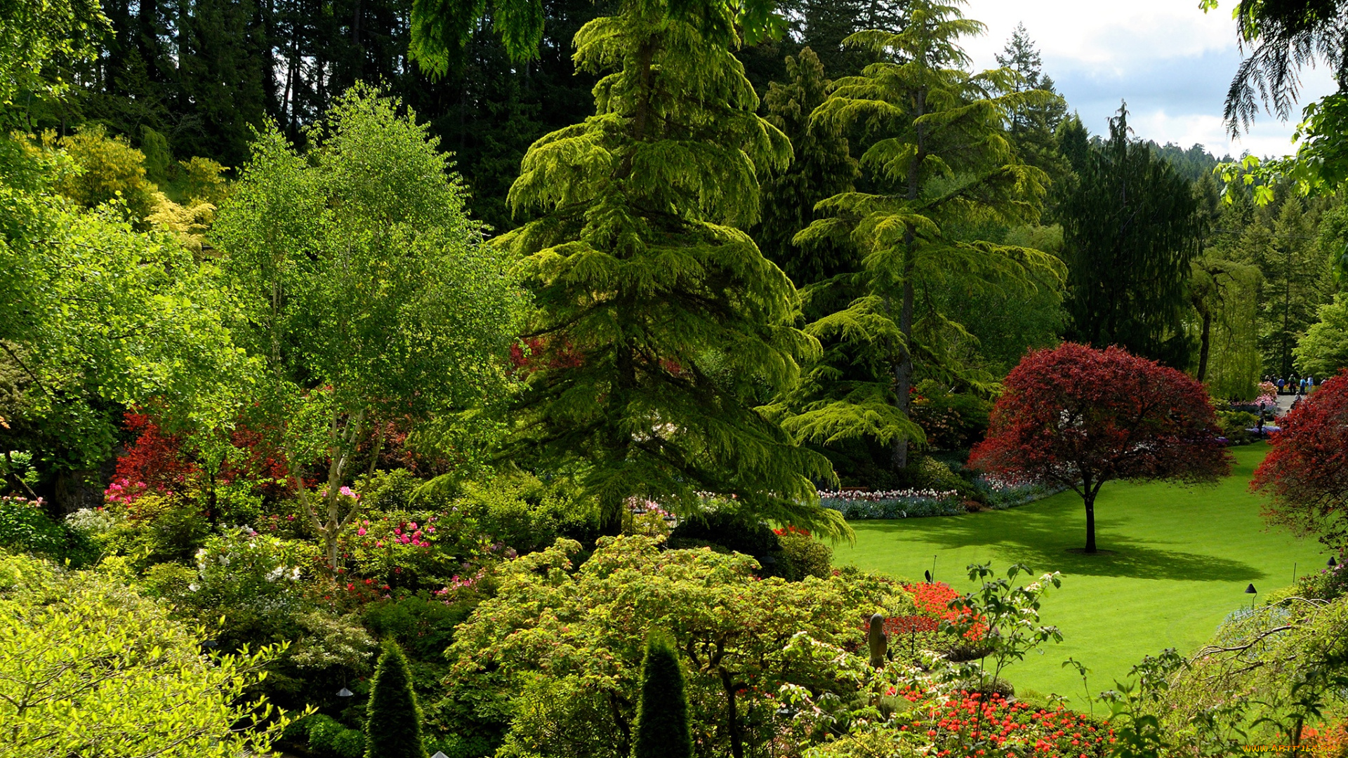 природа, парк, деревья, кусты, зелень, солнце, трава