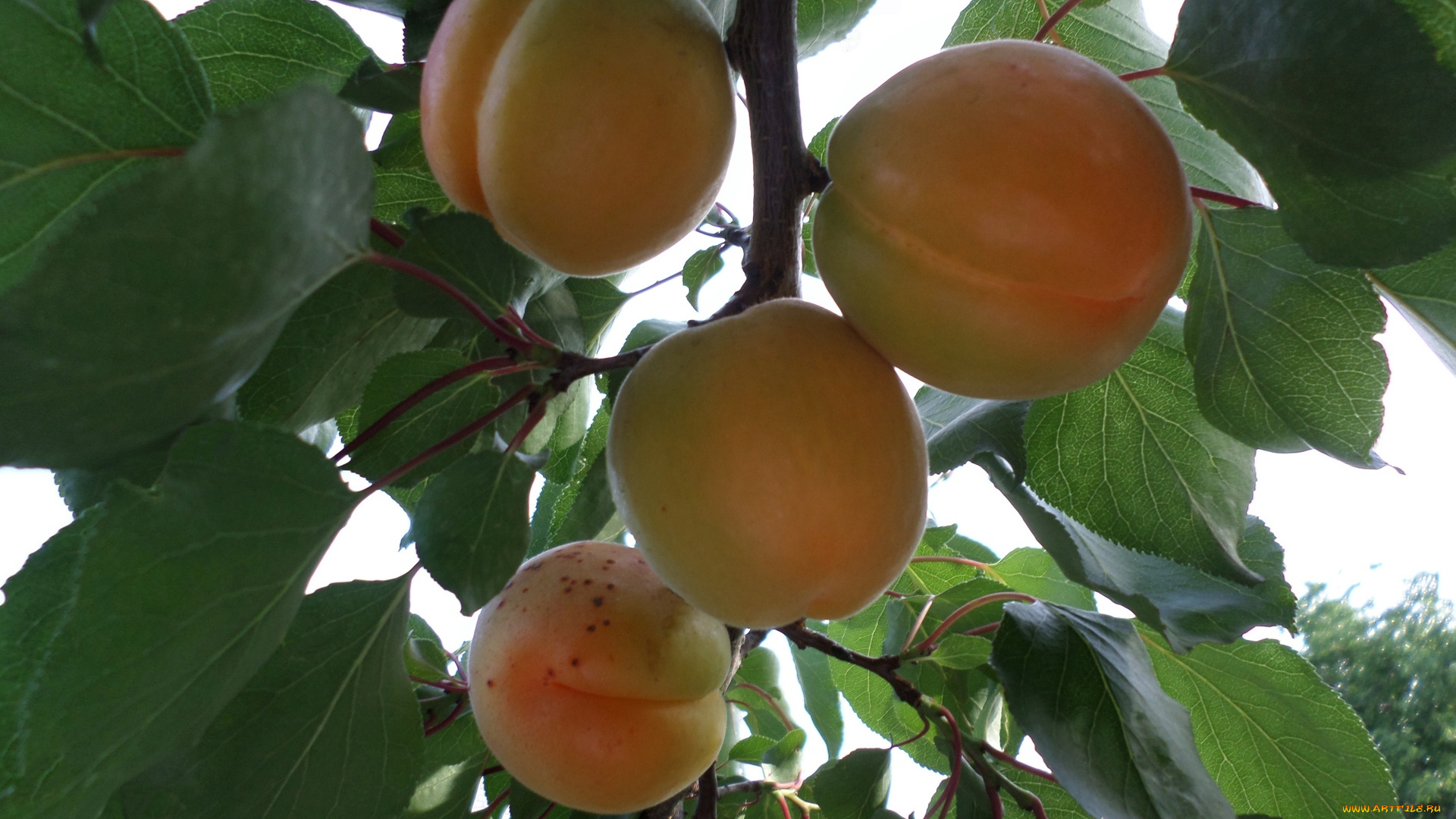 природа, плоды, июнь, абрикос