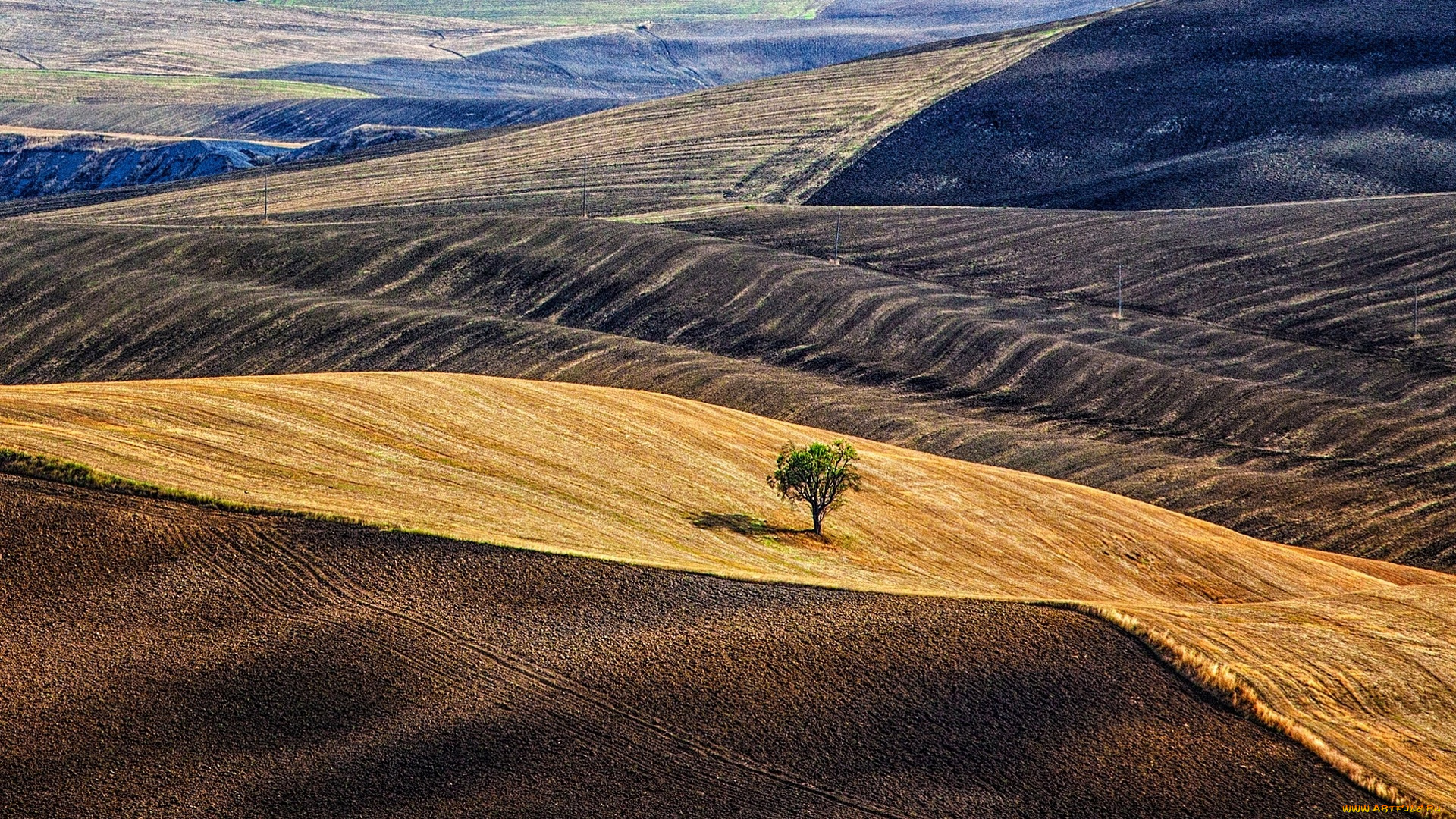 природа, поля, дерево, холмы