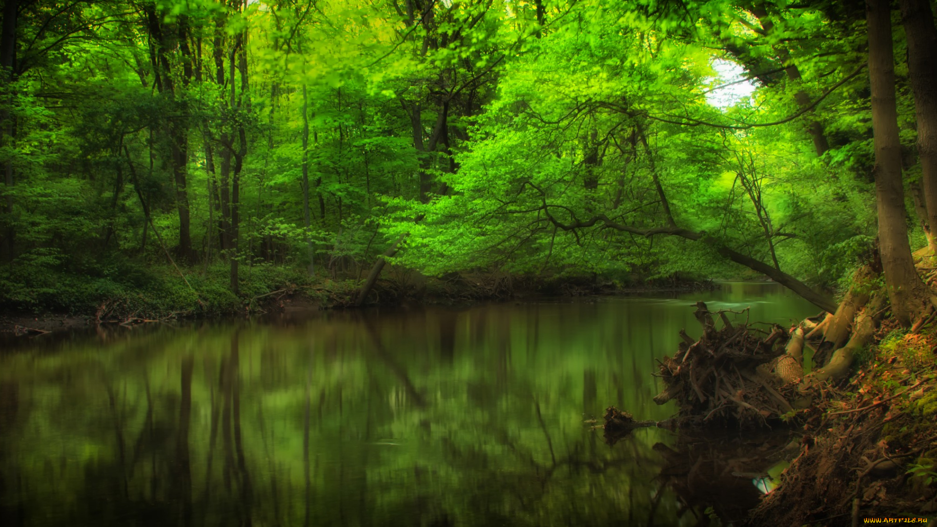 природа, реки, озера, река, лес