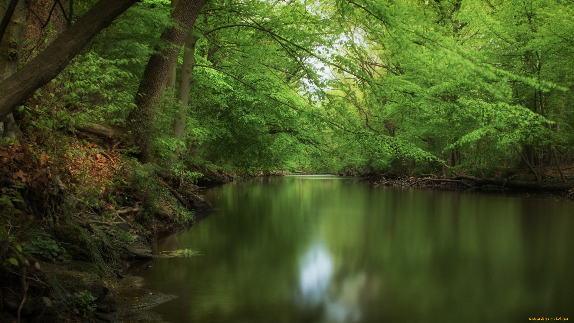 природа, реки, озера, река, лес