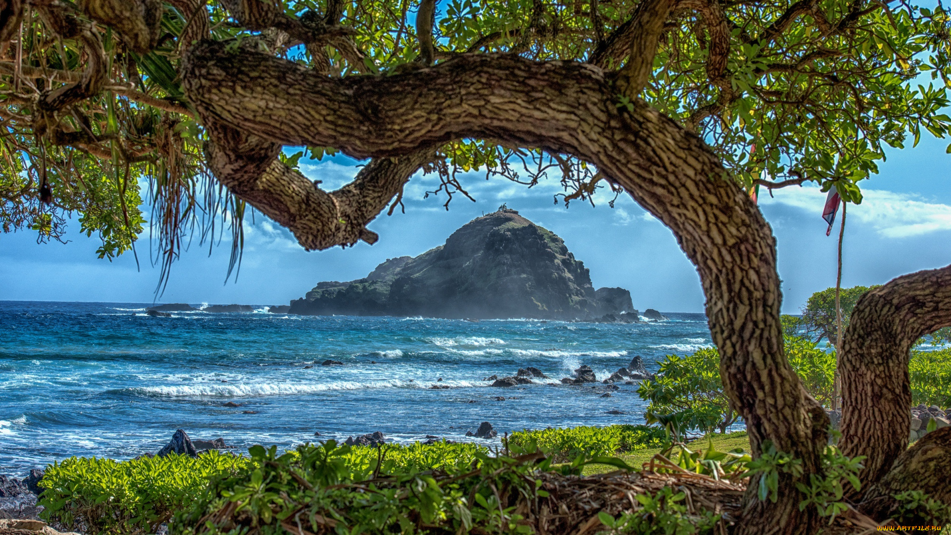 природа, тропики, солнечно, прибой, деревья, кусты, побережье