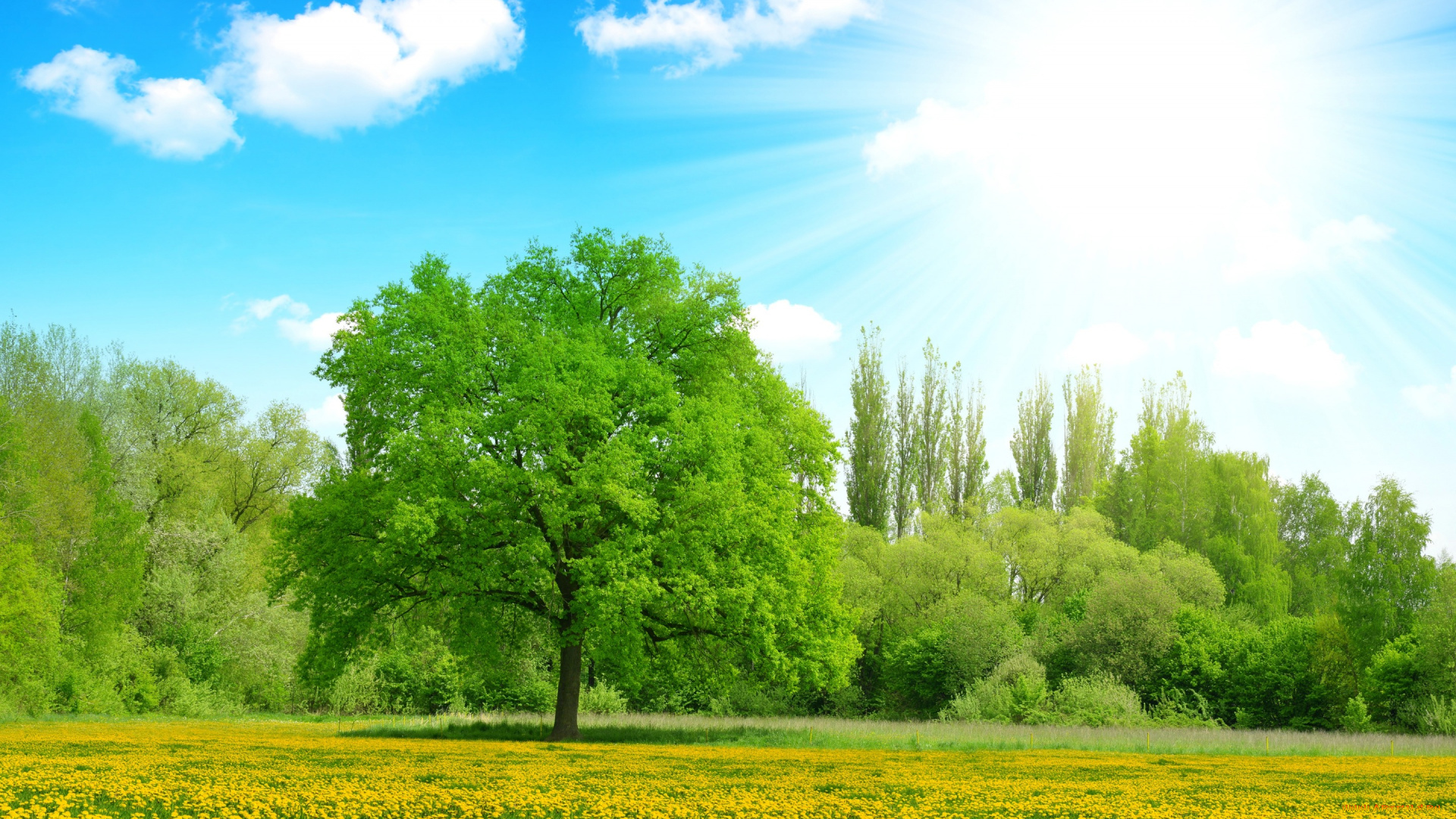 природа, восходы, закаты, одуванчики, желтые, лучи, облака, деревья, лето, небо, солнце, поляна, цветы, зелень