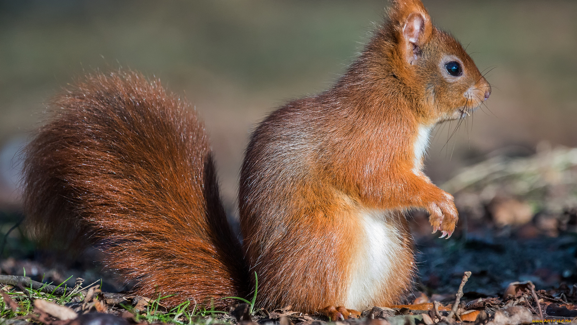 животные, белки, хвостик, лапки, ушка, белка, милашка