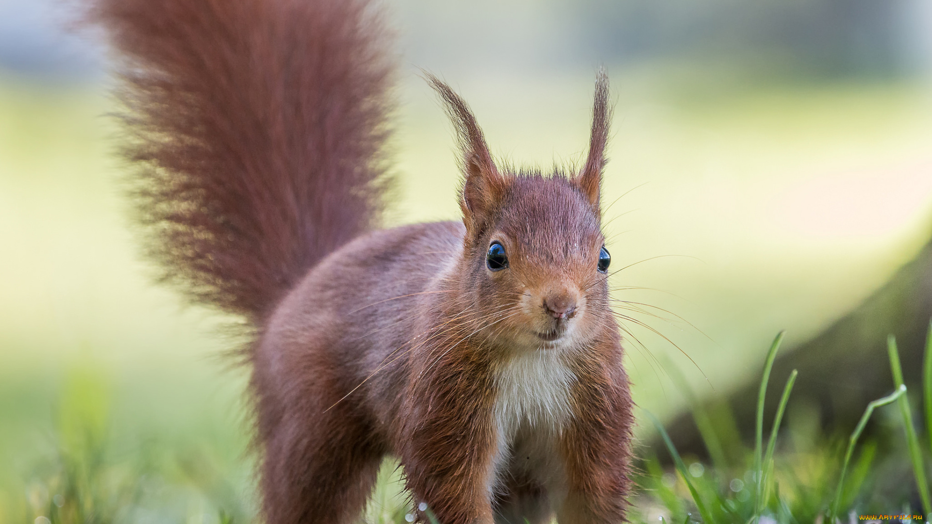 животные, белки, милашка, хвостик, лапки, ушка, белка