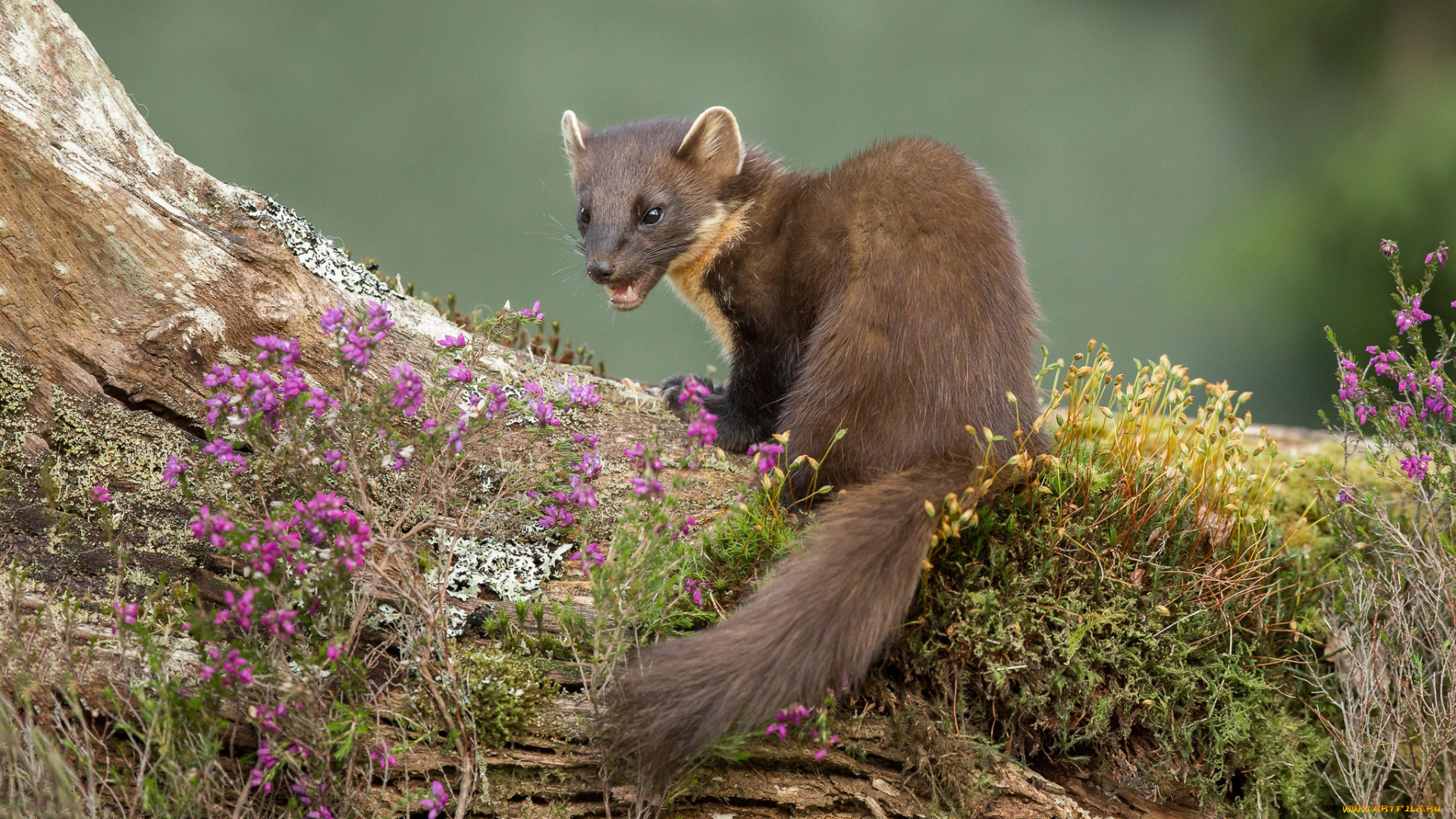 животные, капибары, куница, желтодушка, зверёк, цветы