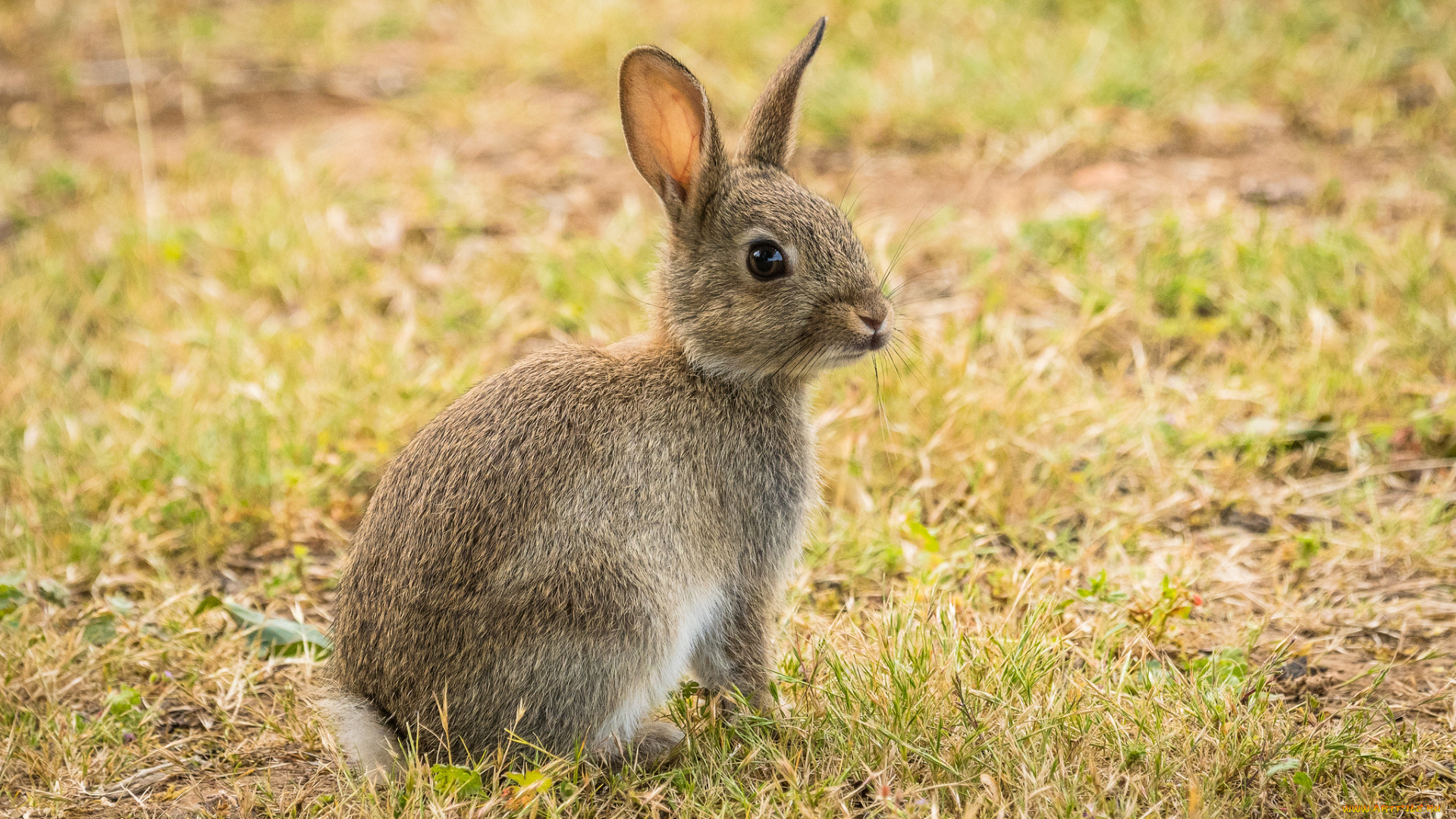 животные, кролики, , зайцы, заяц, милый, ушки, окрас