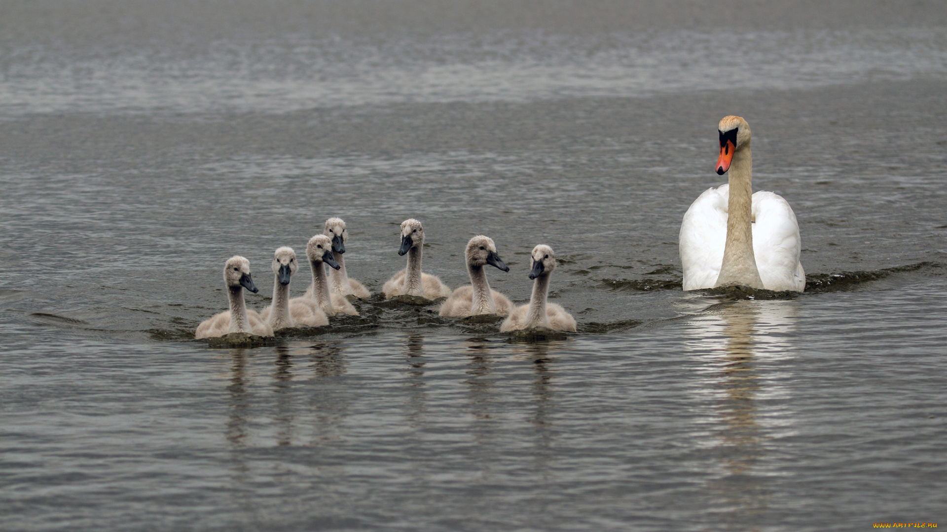 животные, лебеди, вода, перья, птица, лебедь