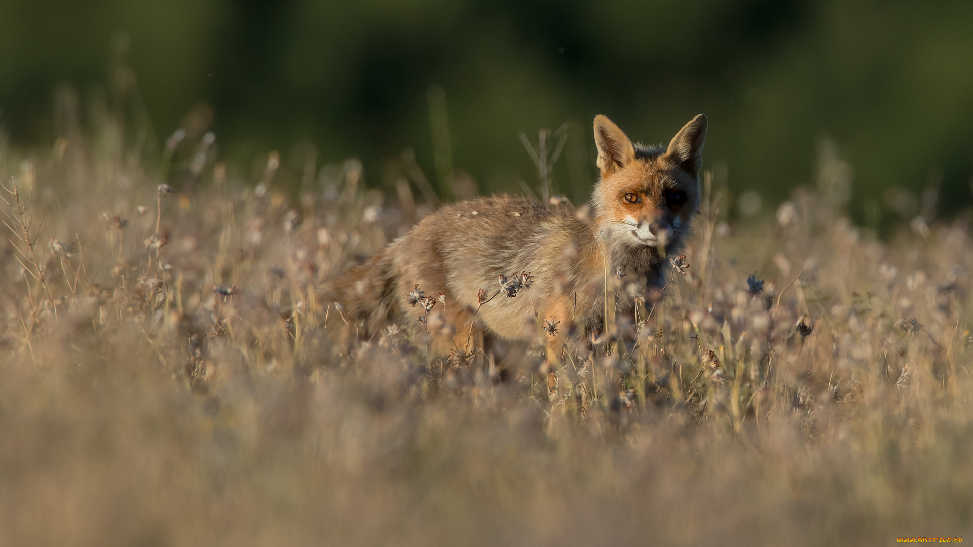 животные, лисы, шкура, животное, опасна, окрас, лиса