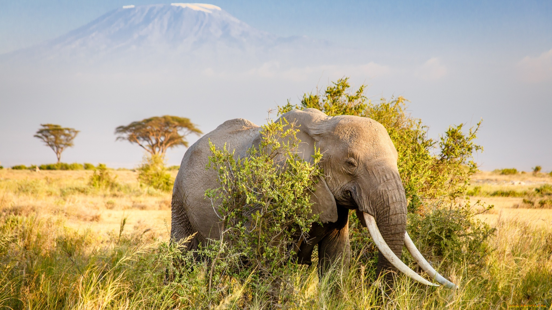 животные, слоны, слон, африка, гора