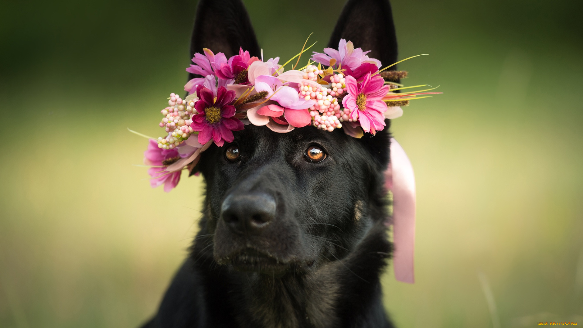 животные, собаки, цветы, морда, собака, венок, взгляд, овчарка
