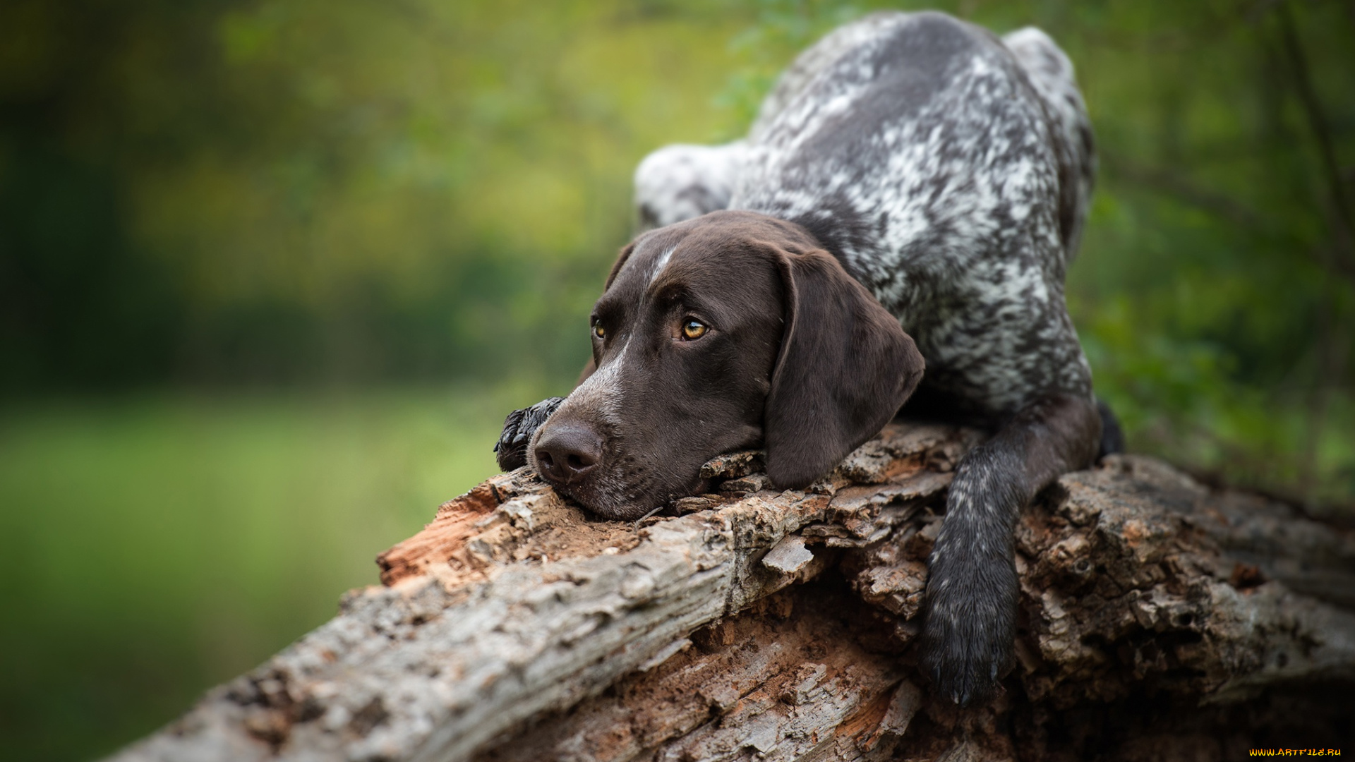 животные, собаки, собака, коряга, легавая, немецкий, курцхаар