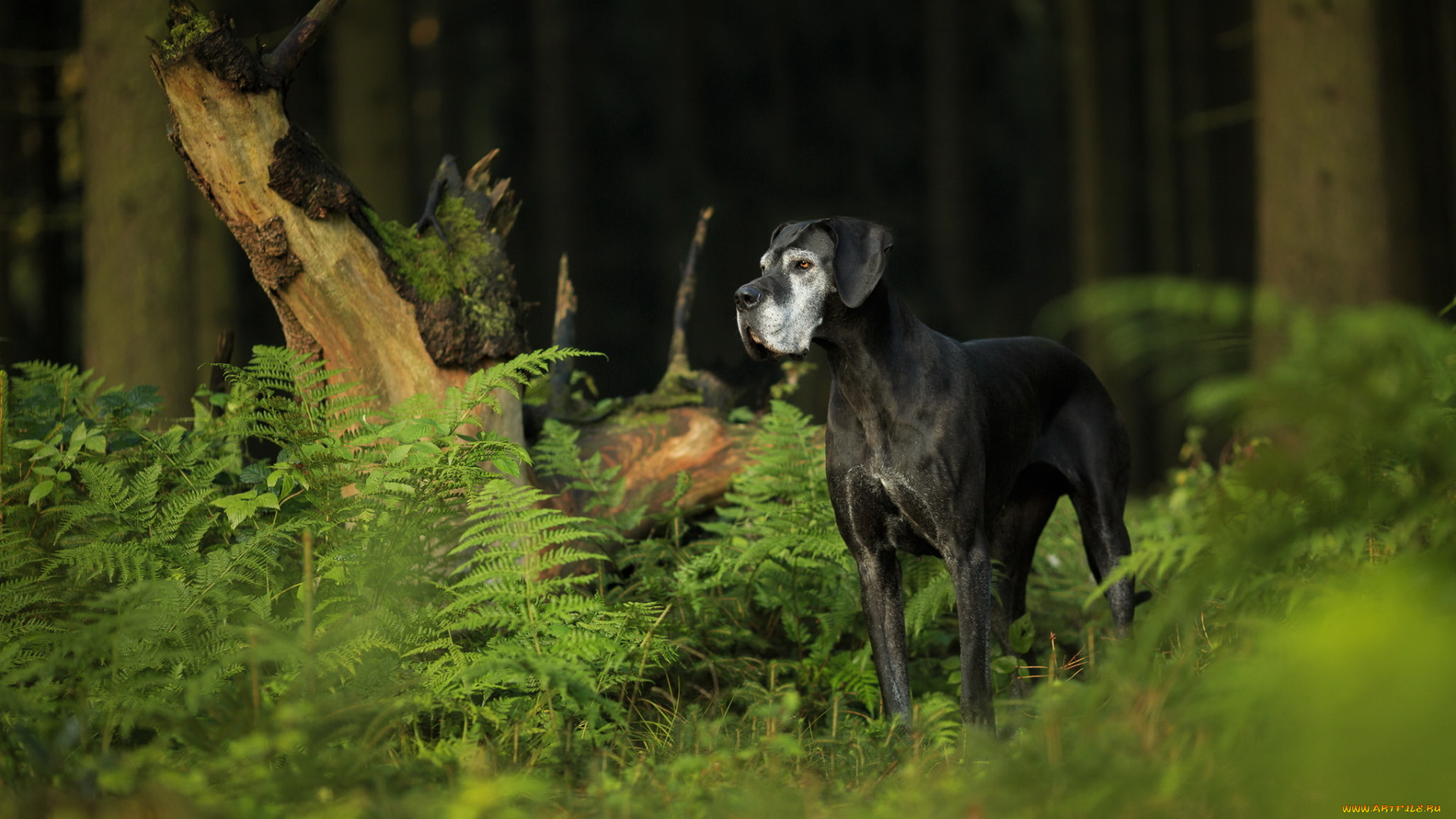 животные, собаки, собака, взгляд, друг, лес