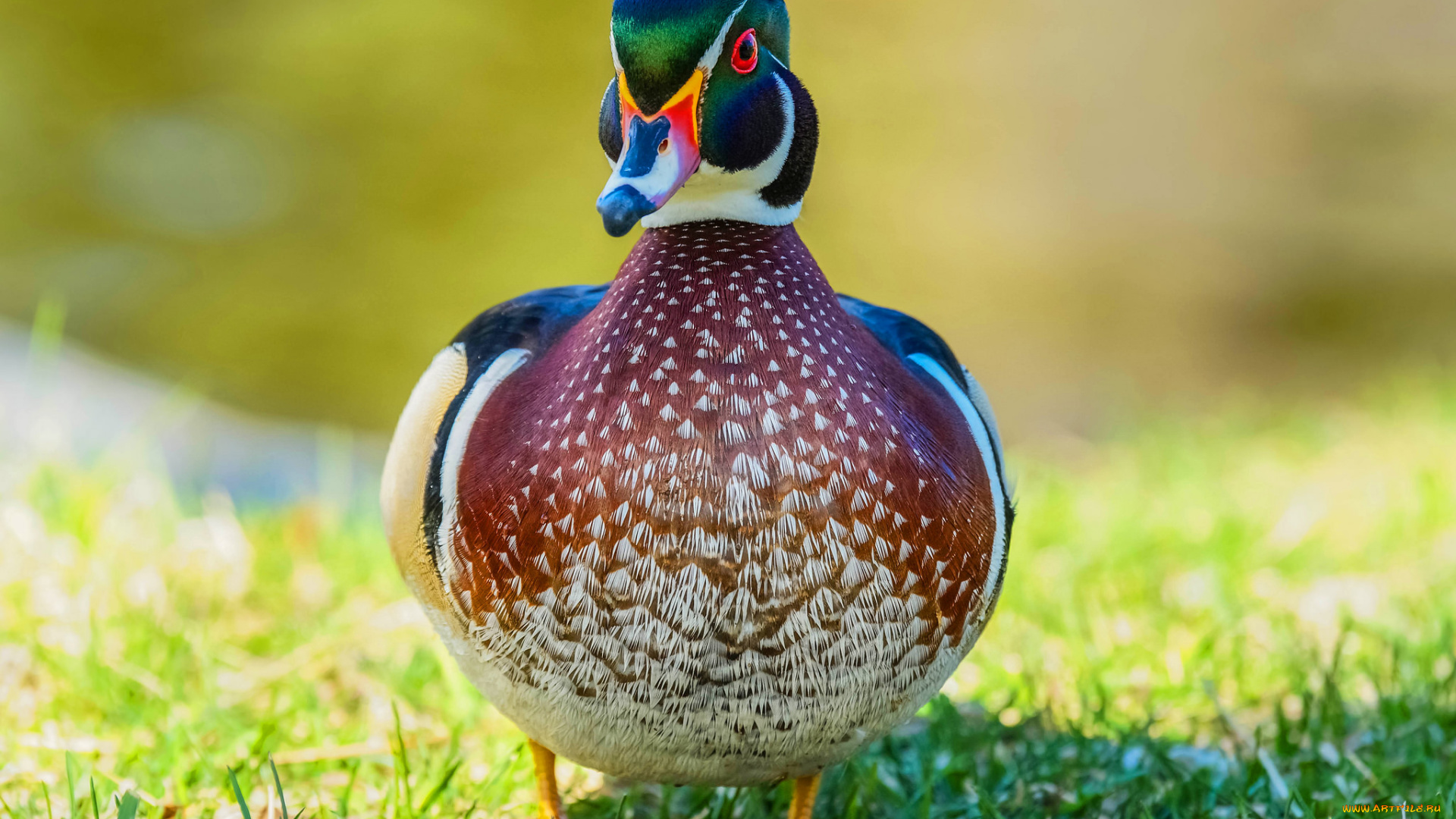 животные, утки, птица, окрас, утка, перья