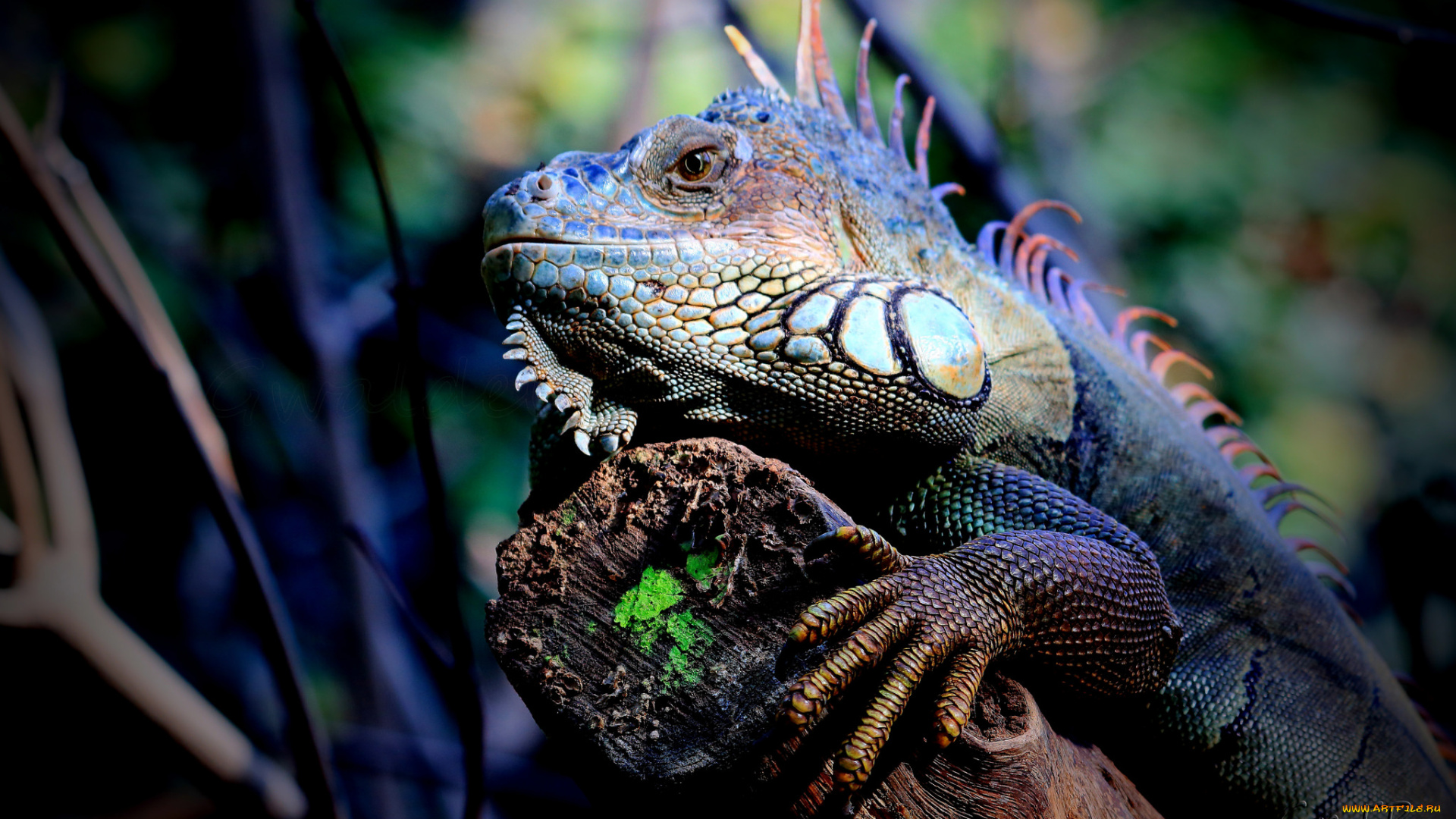 животные, Ящерицы, , игуаны, , вараны, язык, цветок, ящерица