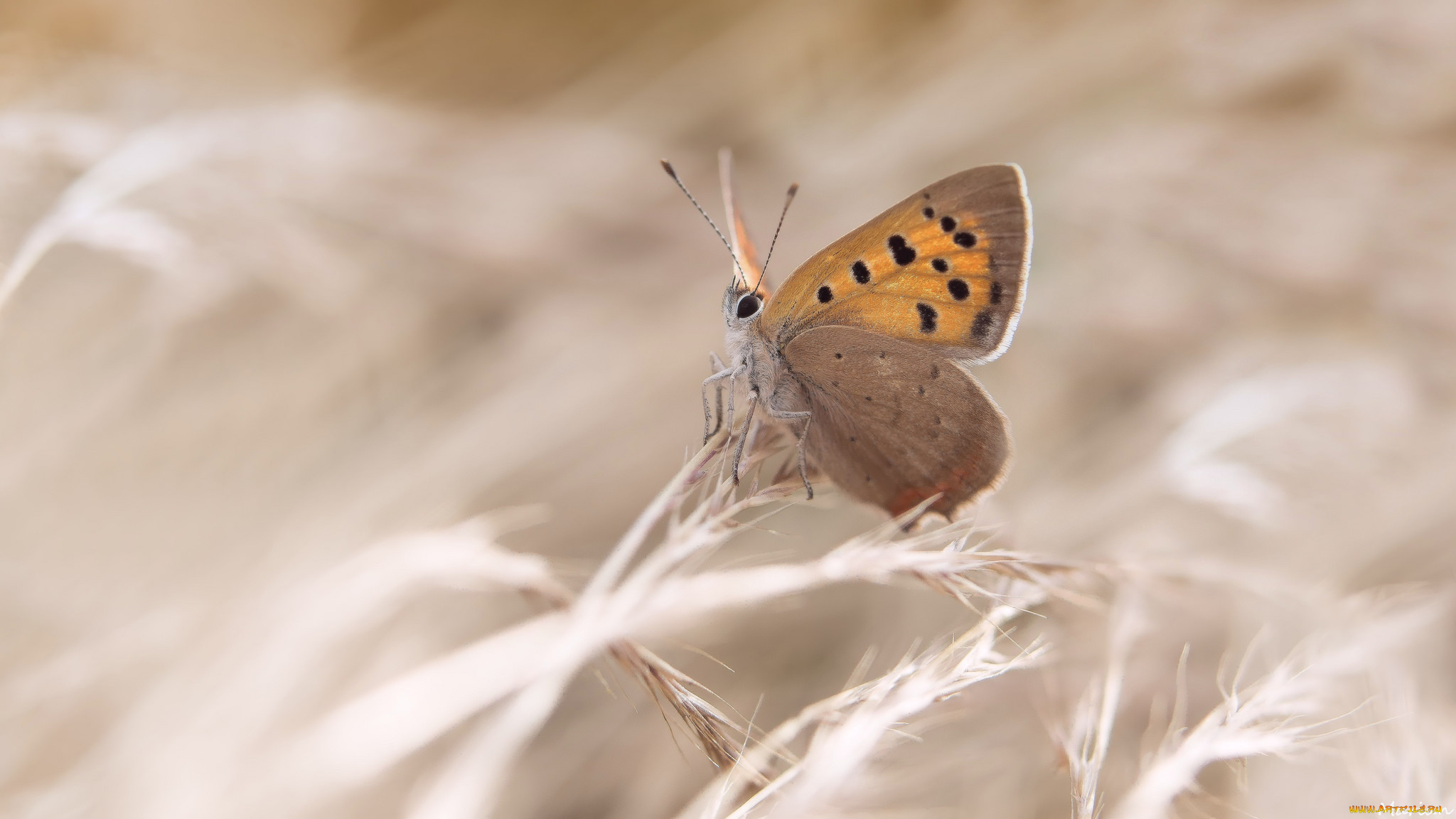 животные, бабочки, , мотыльки, , моли, colors, brightness, бабочка, butterfly, расцветка, яркость