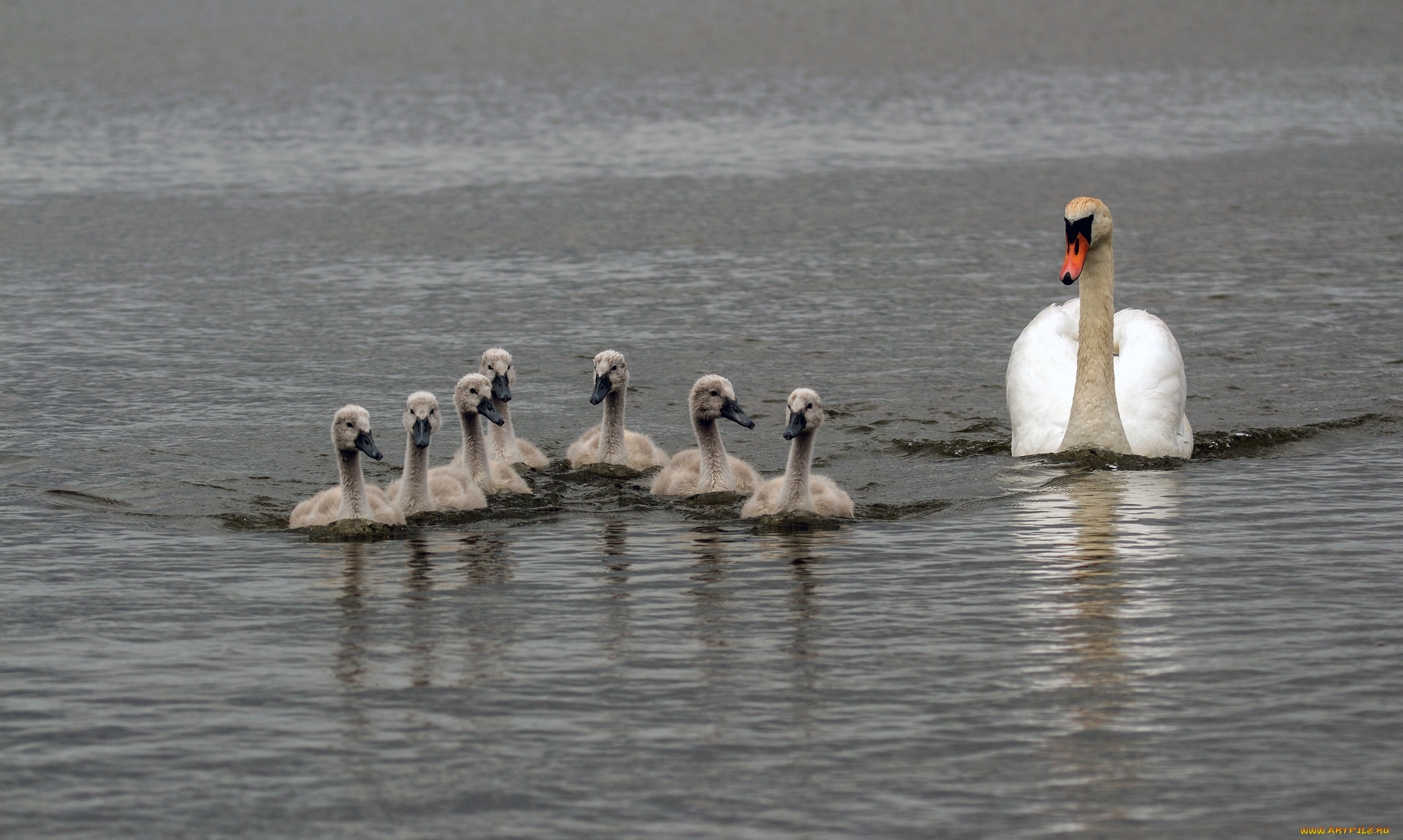 животные, лебеди, вода, перья, птица, лебедь