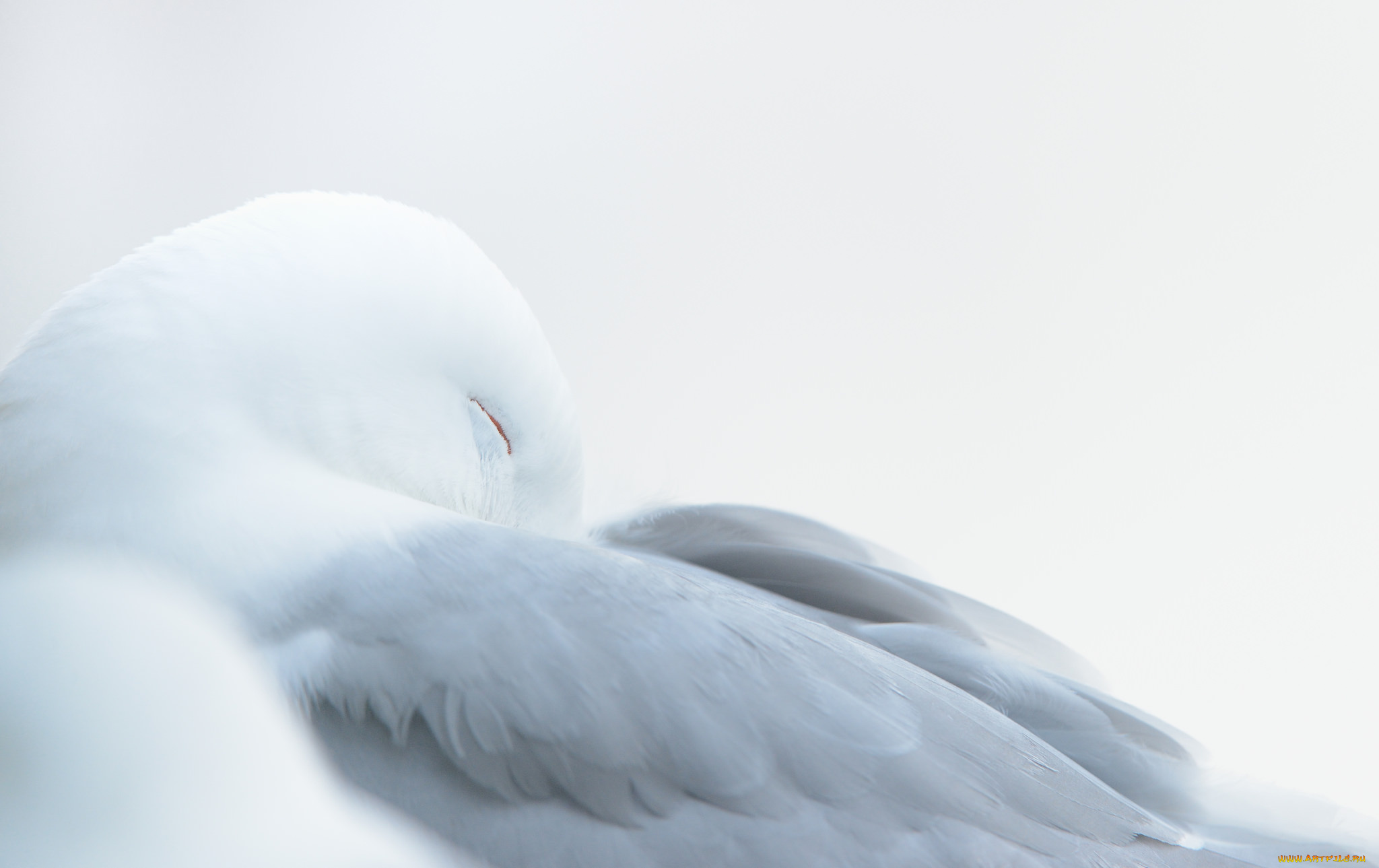 животные, птицы, птица, окрас, перья