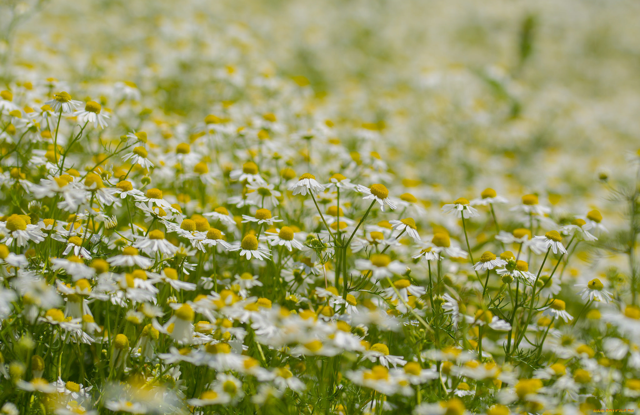 цветы, ромашки, цветение, лепестки, голубая, ромашка