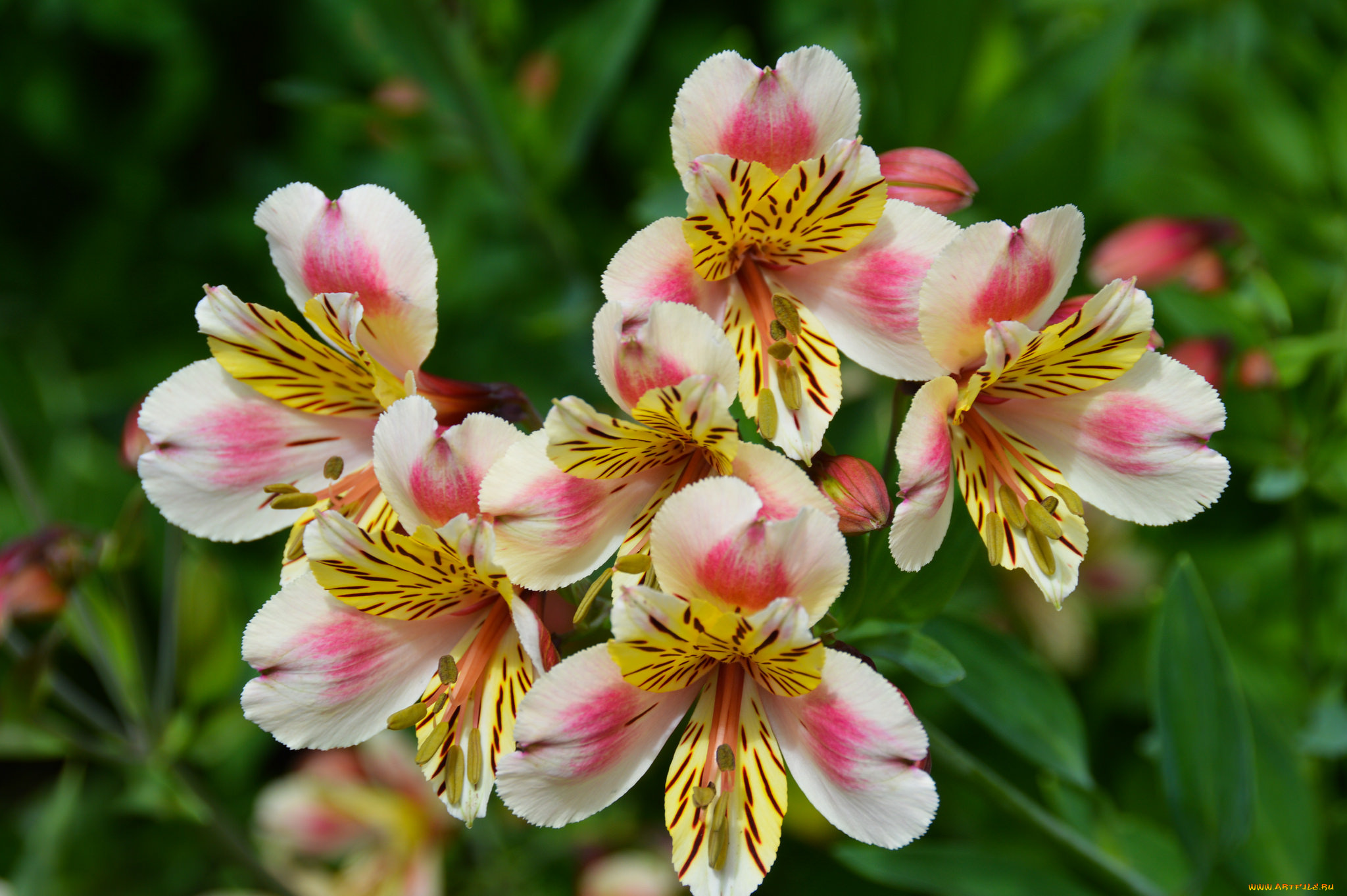 цветы, альстромерия, альстамерия, цветок, цветение