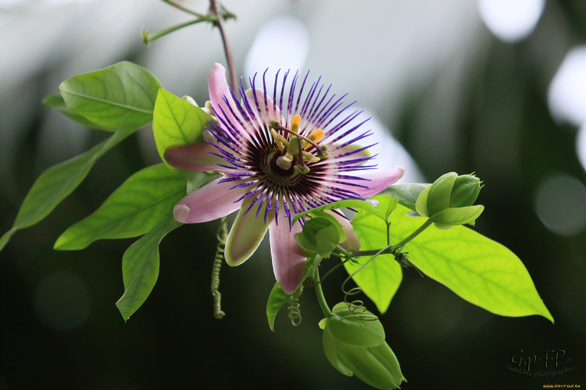 цветы, пассифлора, цветок, цветение, посифлора
