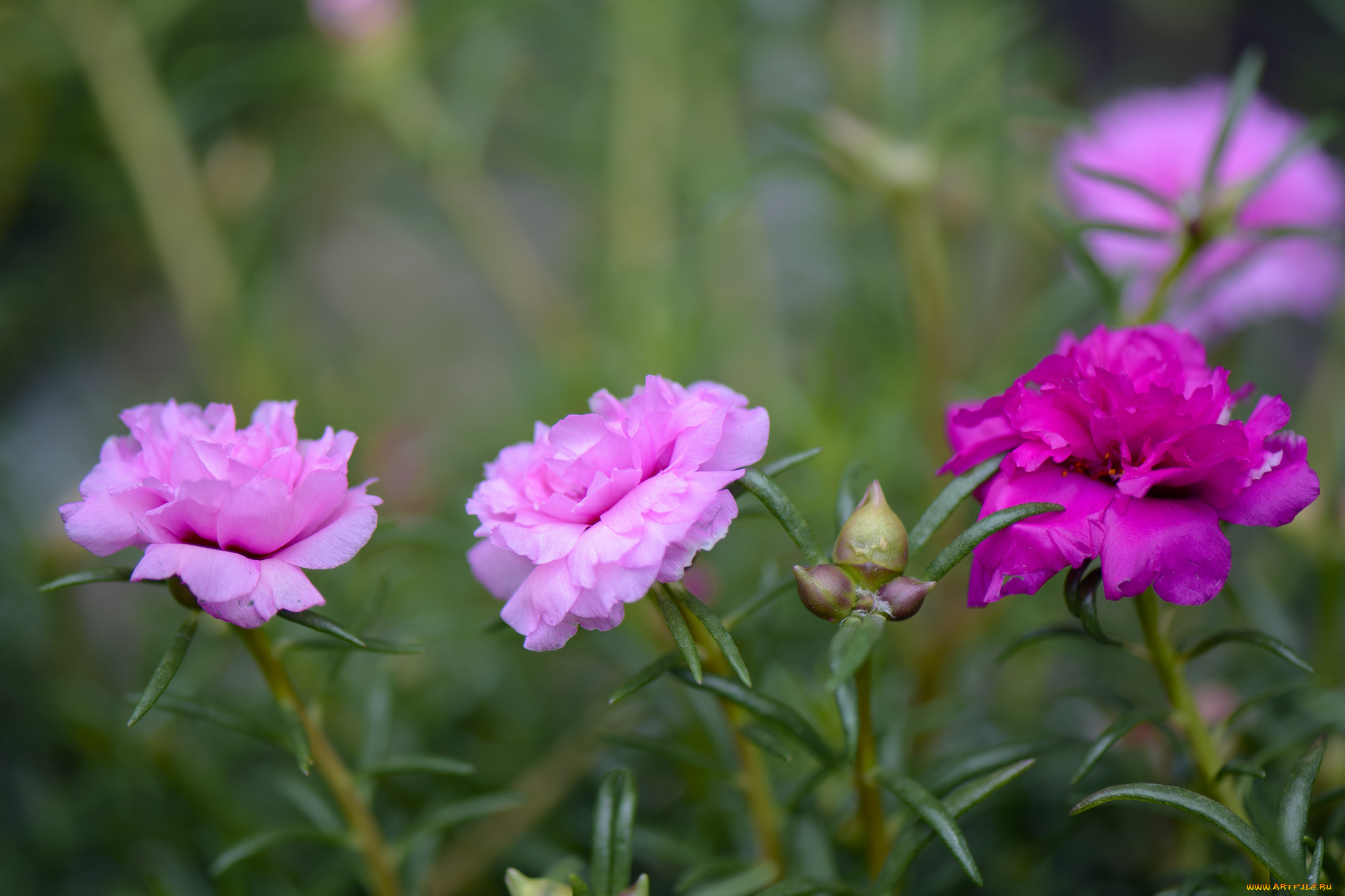 цветы, пионы, белый, лепестки, цветение, бутон, пион