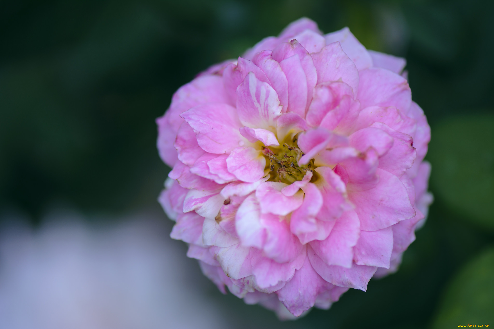 цветы, розы, blossoms, leaves, petals, bud, rose, цветение, листья, лепестки, бутон, роза