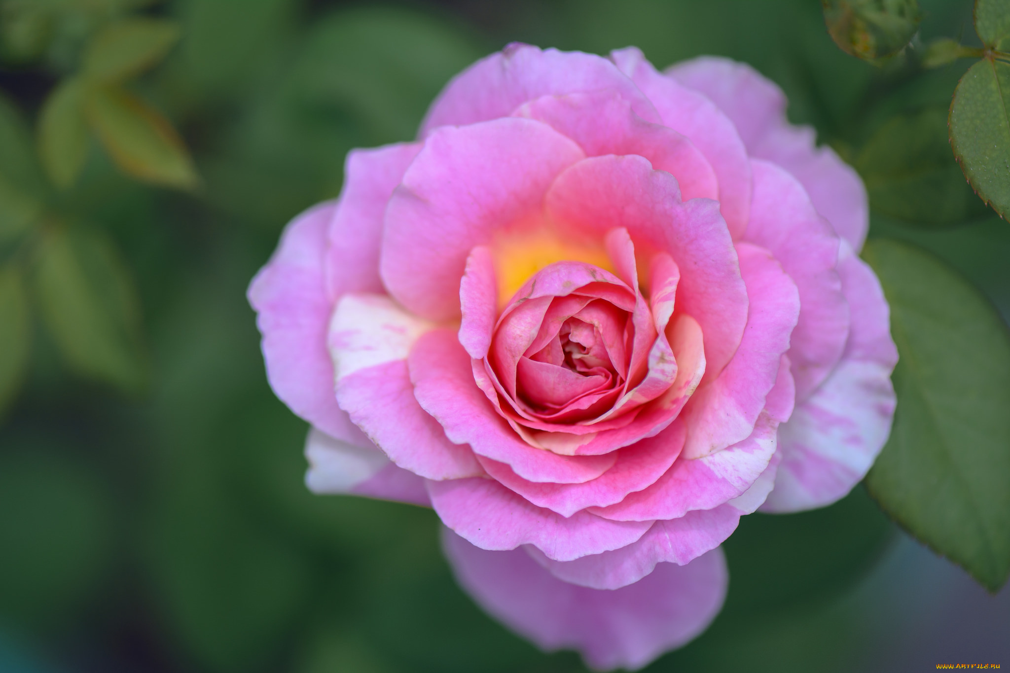 цветы, розы, blossoms, leaves, petals, bud, rose, цветение, листья, лепестки, бутон, роза