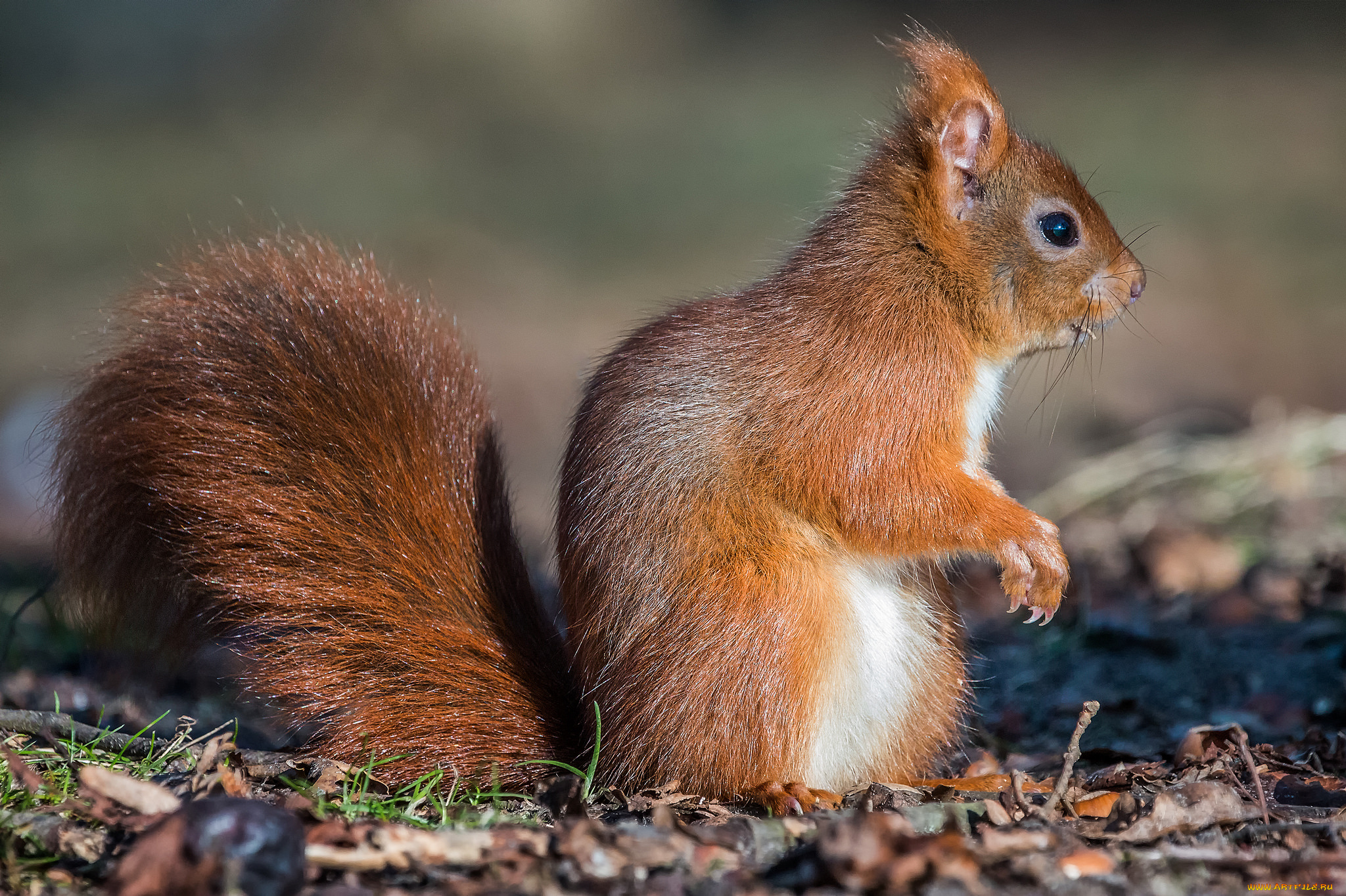 животные, белки, хвостик, лапки, ушка, белка, милашка