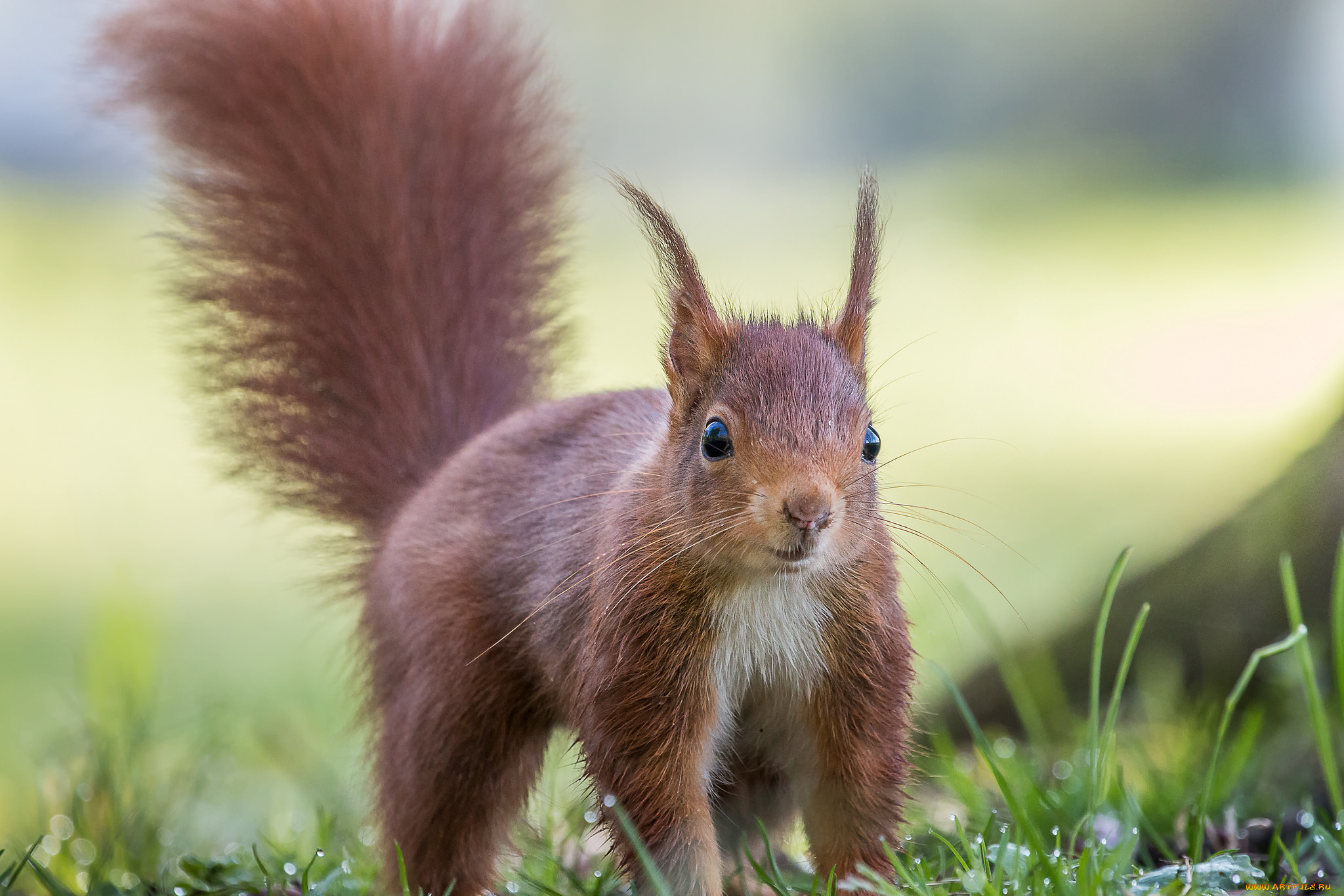 животные, белки, милашка, хвостик, лапки, ушка, белка