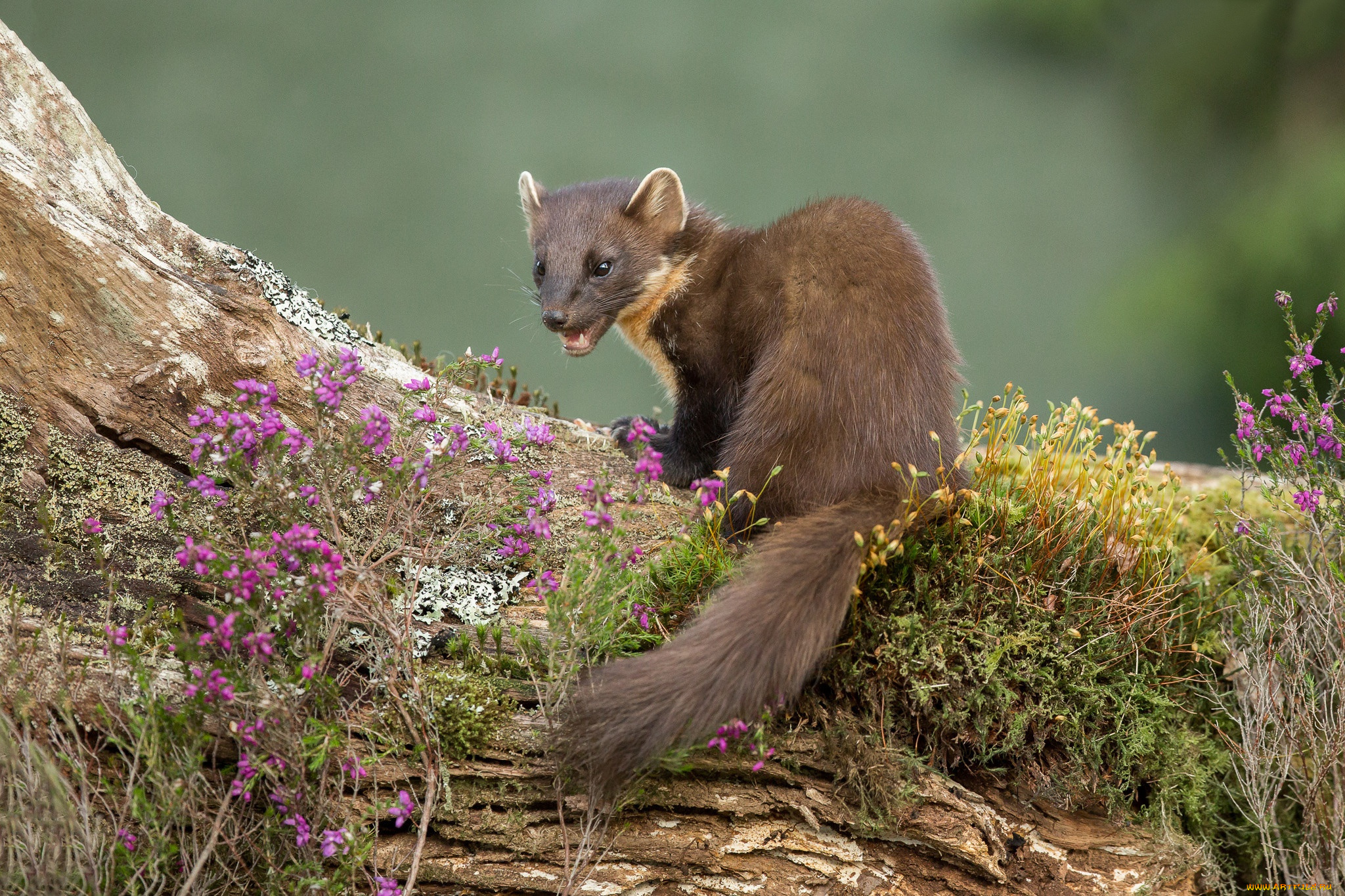 животные, капибары, куница, желтодушка, зверёк, цветы