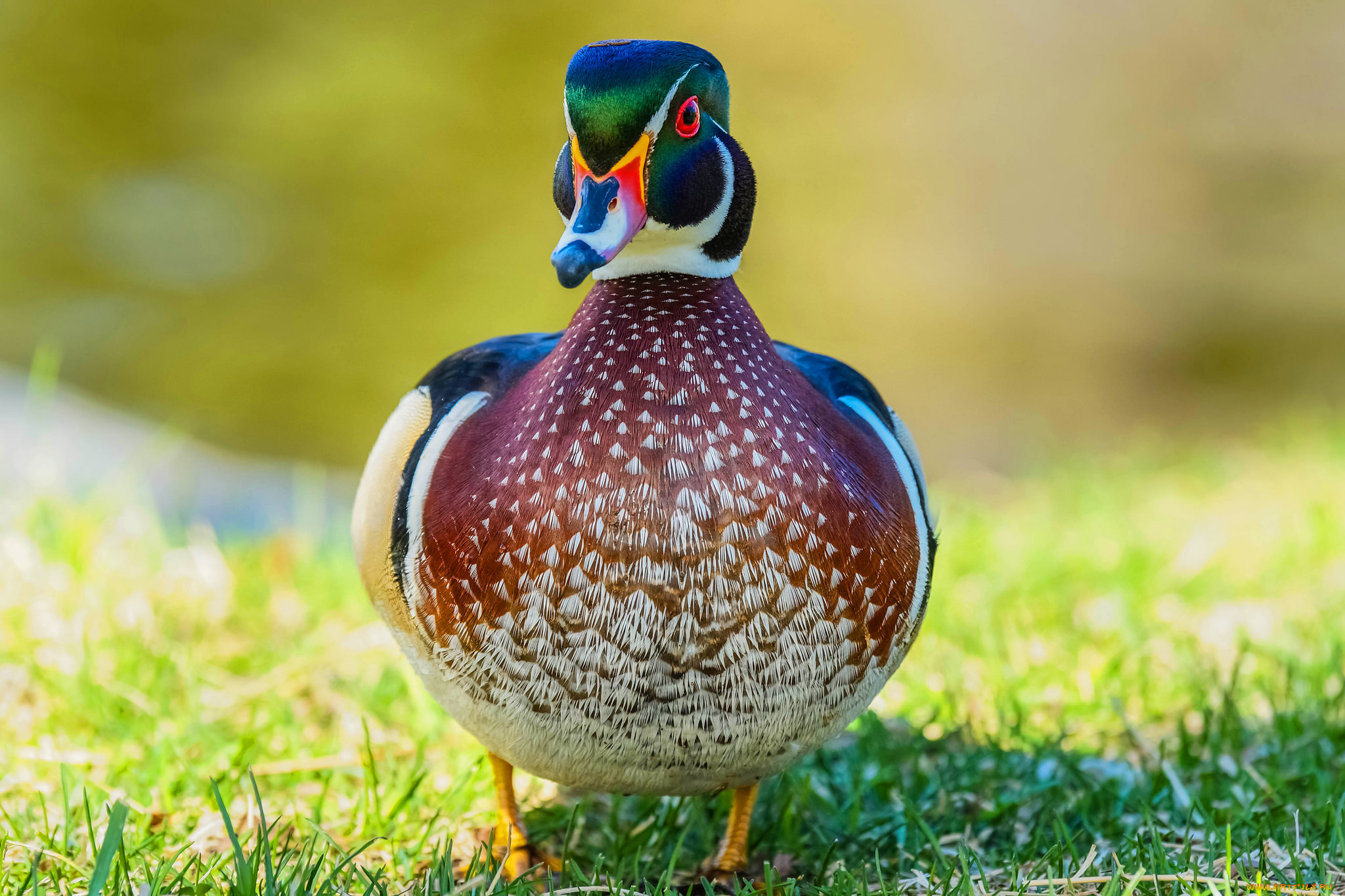 животные, утки, птица, окрас, утка, перья