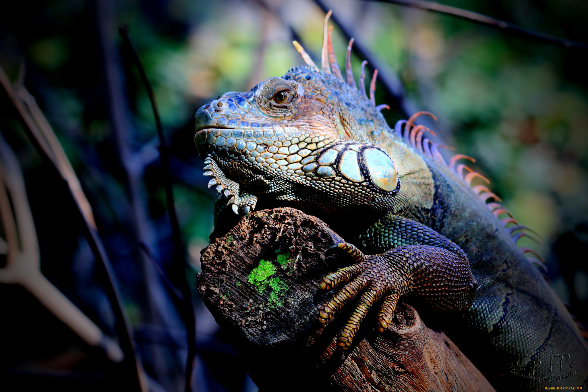 животные, Ящерицы, , игуаны, , вараны, язык, цветок, ящерица
