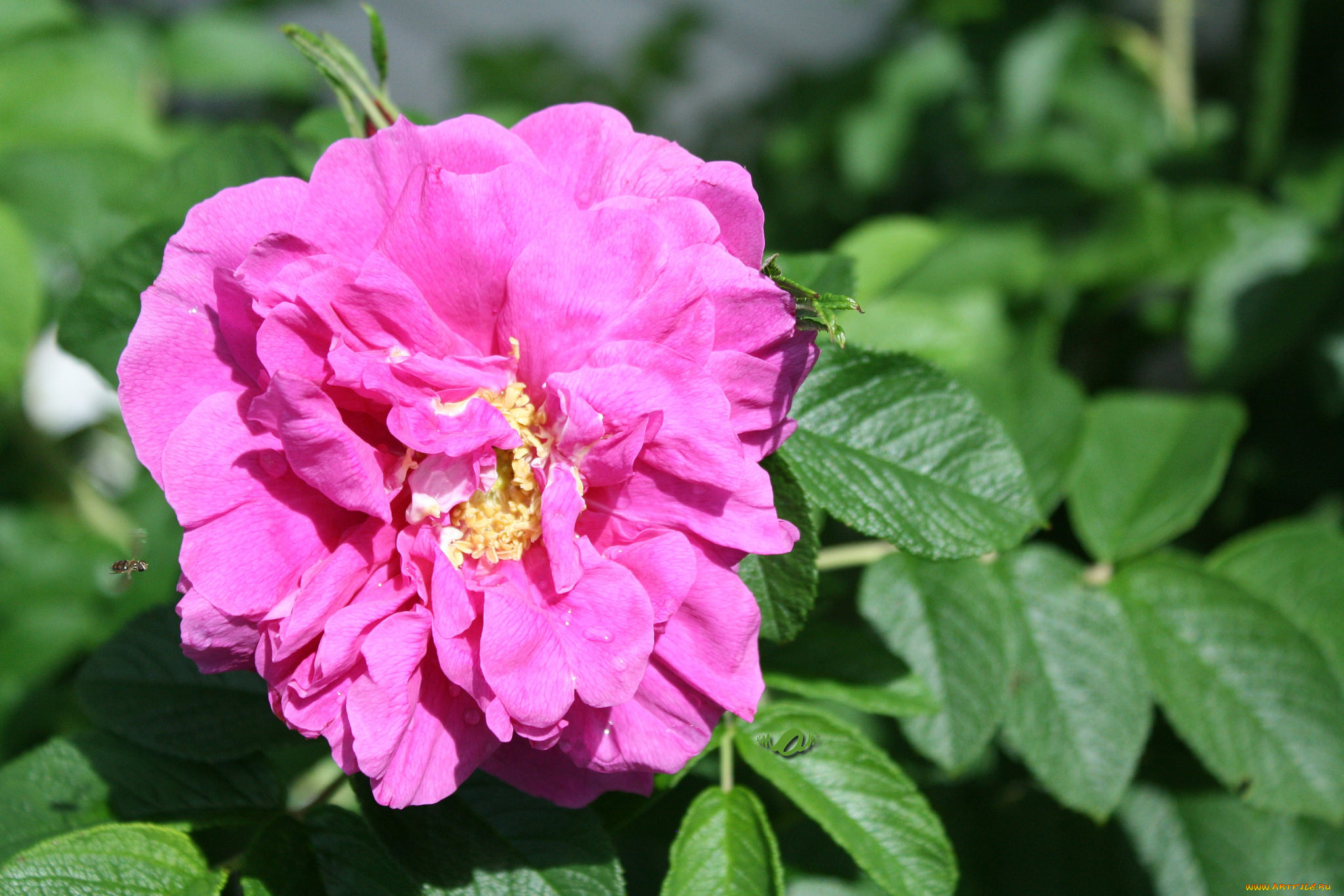 цветы, розы, листья, роза, petals, bud, rose, лепестки, бутон, цветение, blossoms, leaves