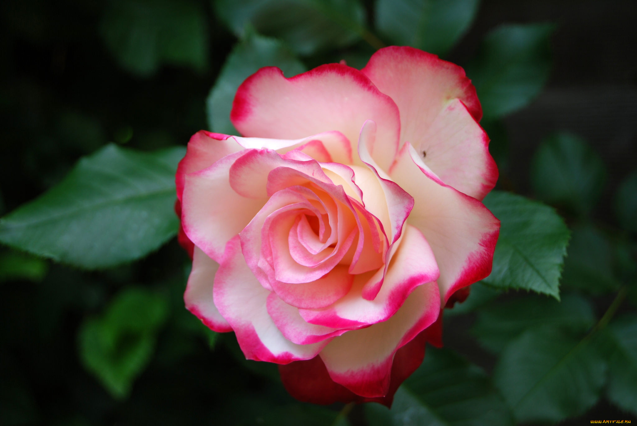 цветы, розы, petals, bud, лепестки, бутон, роза, rose, blossoms, leaves, цветение, листья