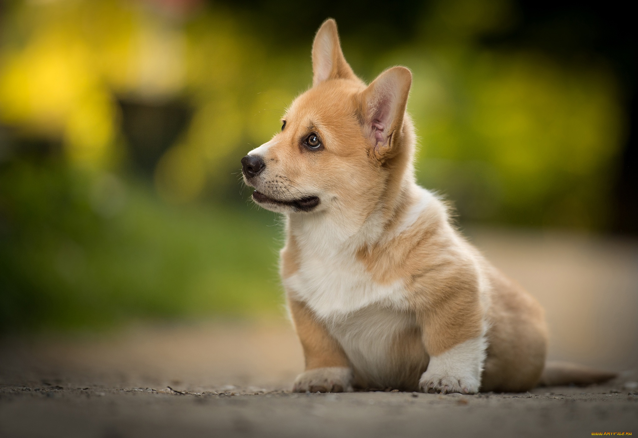 животные, собаки, пёсик, щенок, вельш, корги